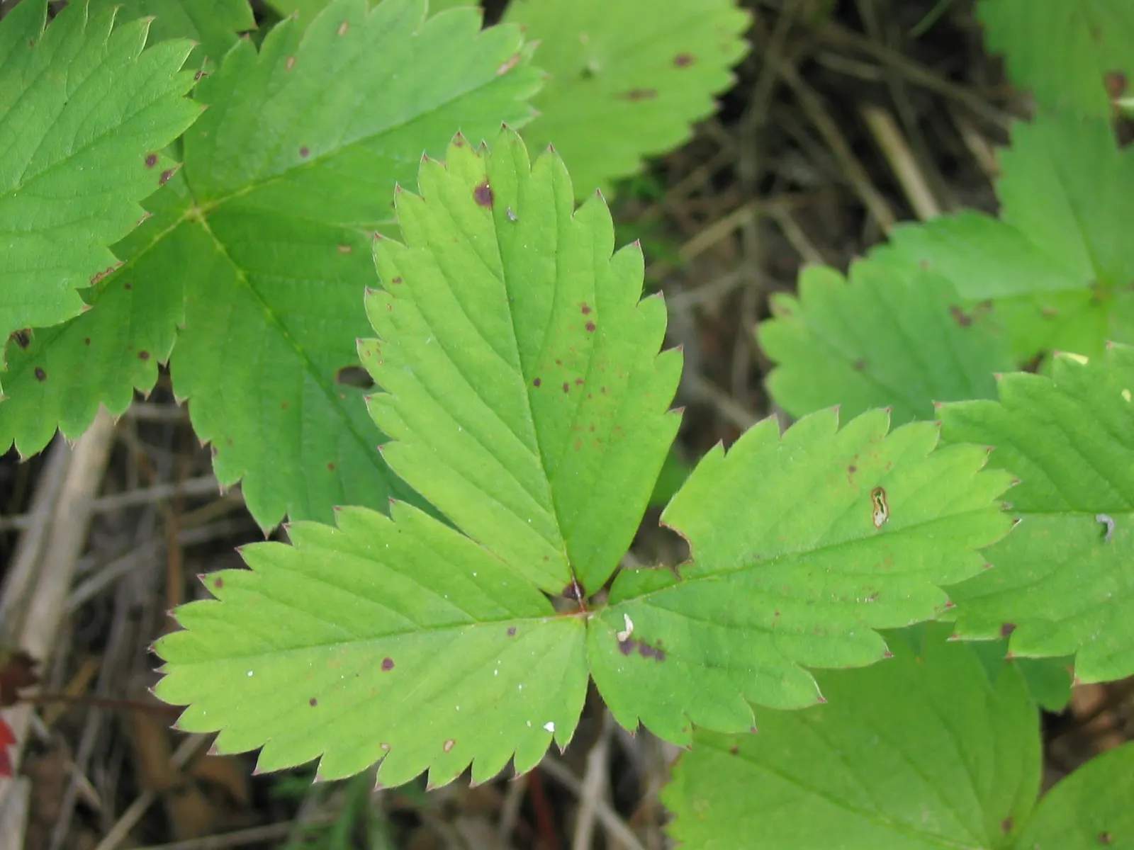 Wild Strawberry (Fragaria Virginiana) — ground cover / perennial with white blooms; each generally less than an inch in diameter.<br><br>F