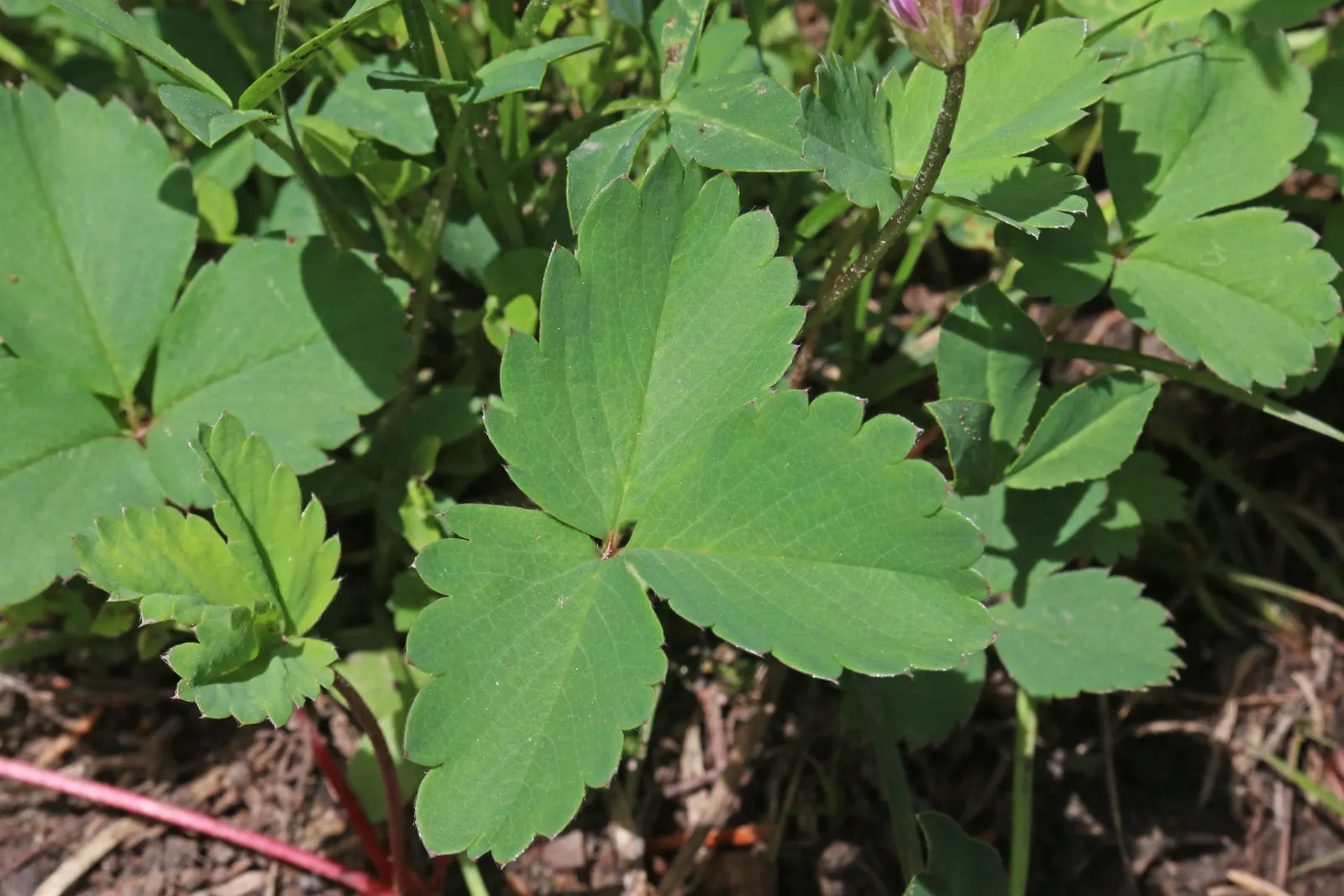 Wild Strawberry (Fragaria Virginiana) — It can attract pollinators such as bees; about 0.75 to 1 inch in diameter, image 73