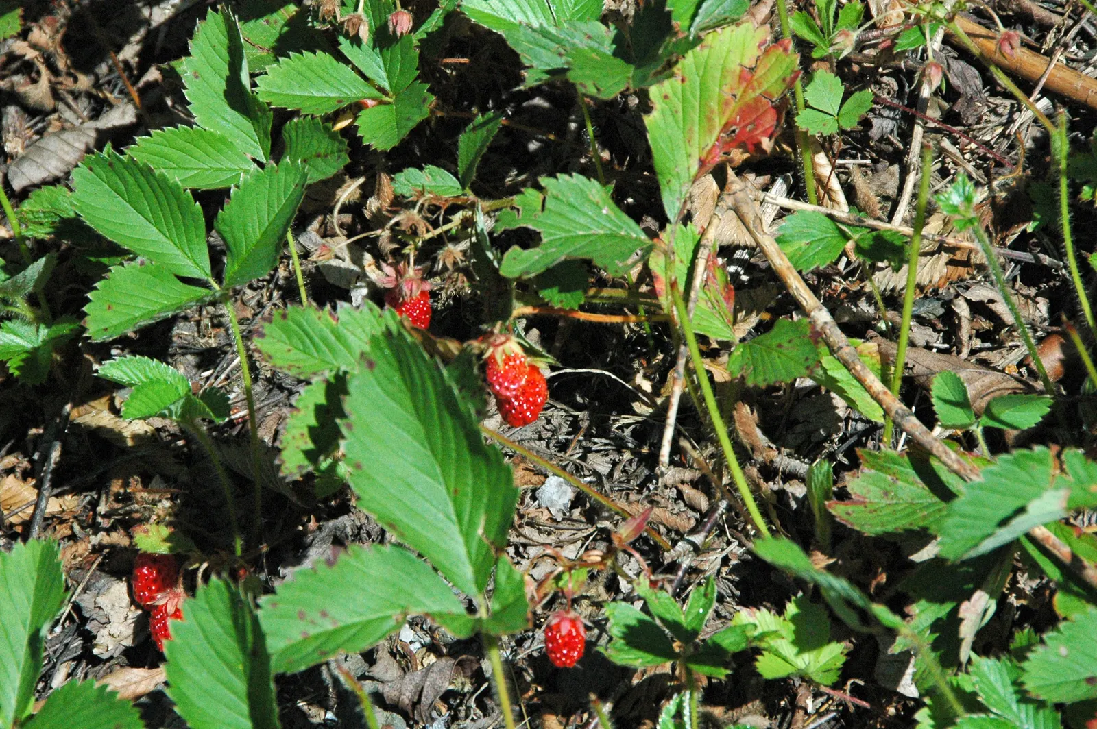 Wild Strawberry (Fragaria Virginiana) — dense mat which can suppress weeds; it produces white blooms followed by edible red berries averaging 0.5-1, image 116