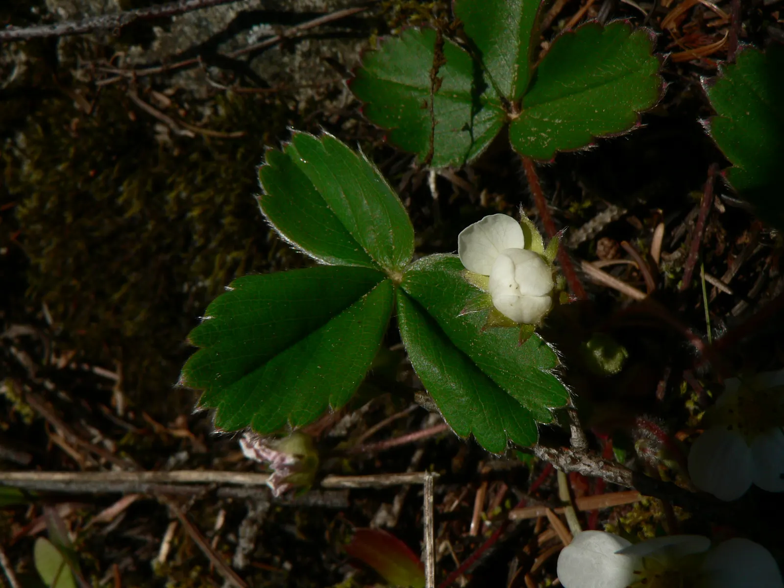 Wild Strawberry (Fragaria Virginiana) — preferring full sun to partial shade; forming an excellent ground cover, image 106