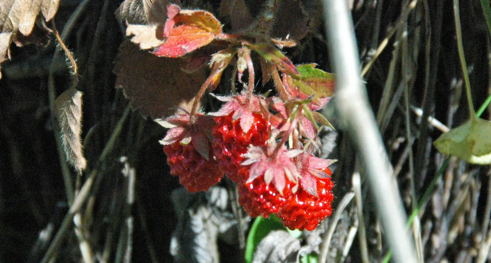 Wild Strawberry (Fragaria Virginiana) — is a groundcover that thrives in USDA zones 5-9