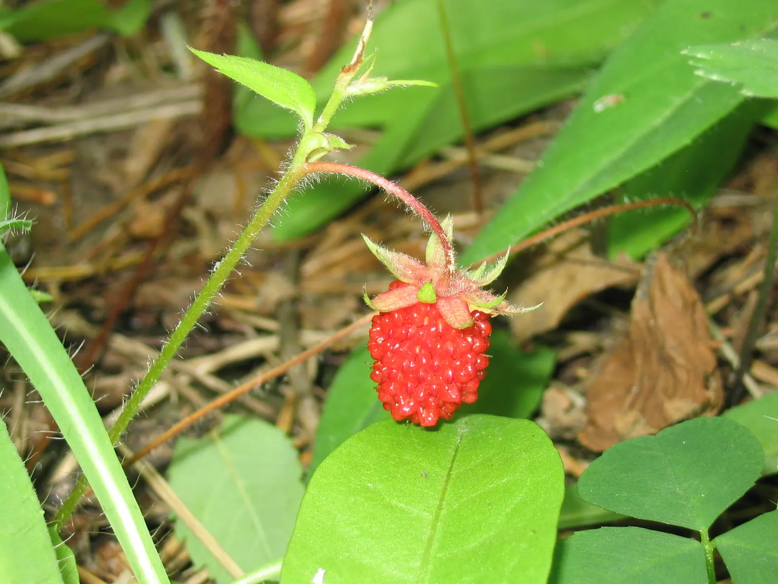 Wild Strawberry (Fragaria Virginiana) — For optimal growth, plant in well-draining soil with moderate moisture; this resilient species is drought-tolerant once