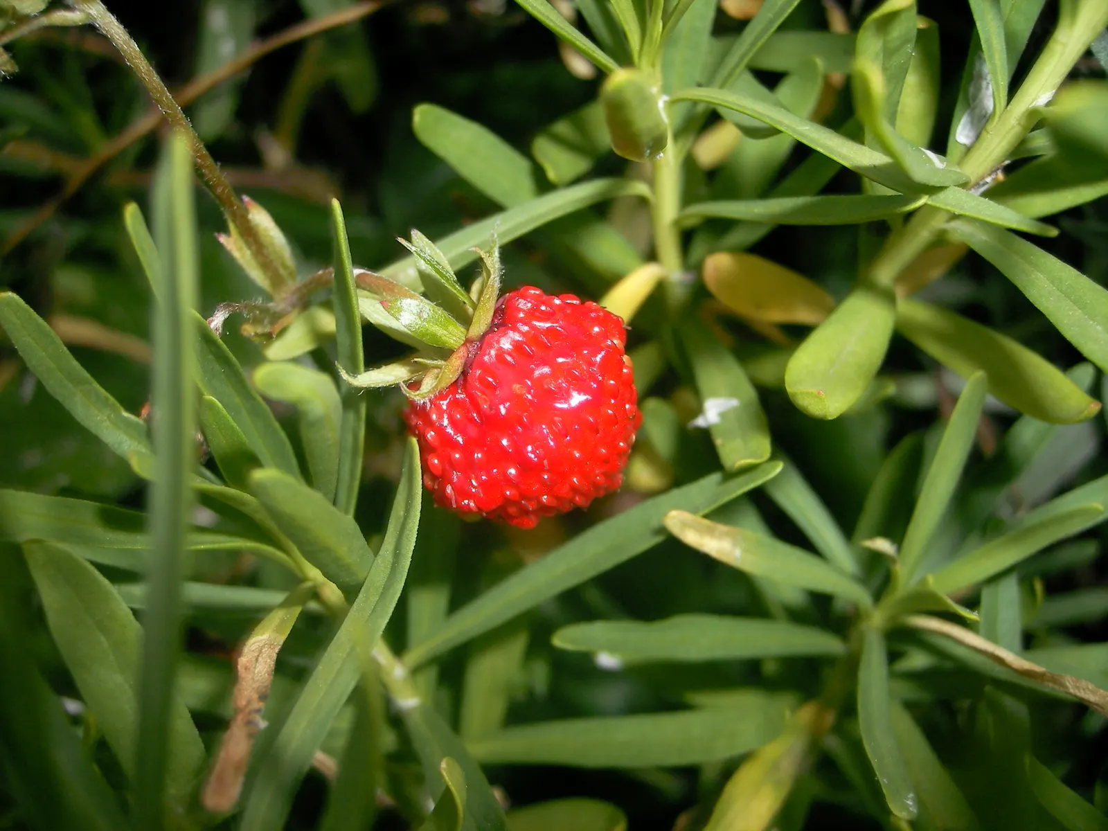 Wild Strawberry (Fragaria Virginiana) — It can attract pollinators such as bees; about 0.75 to 1 inch in diameter, image 99