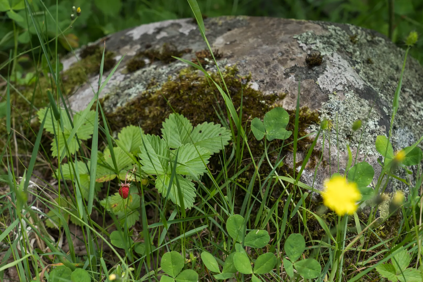 Wild Strawberry (Fragaria Virginiana) — forming an excellent ground cover; and its fruit provides food for wildlife, image 89
