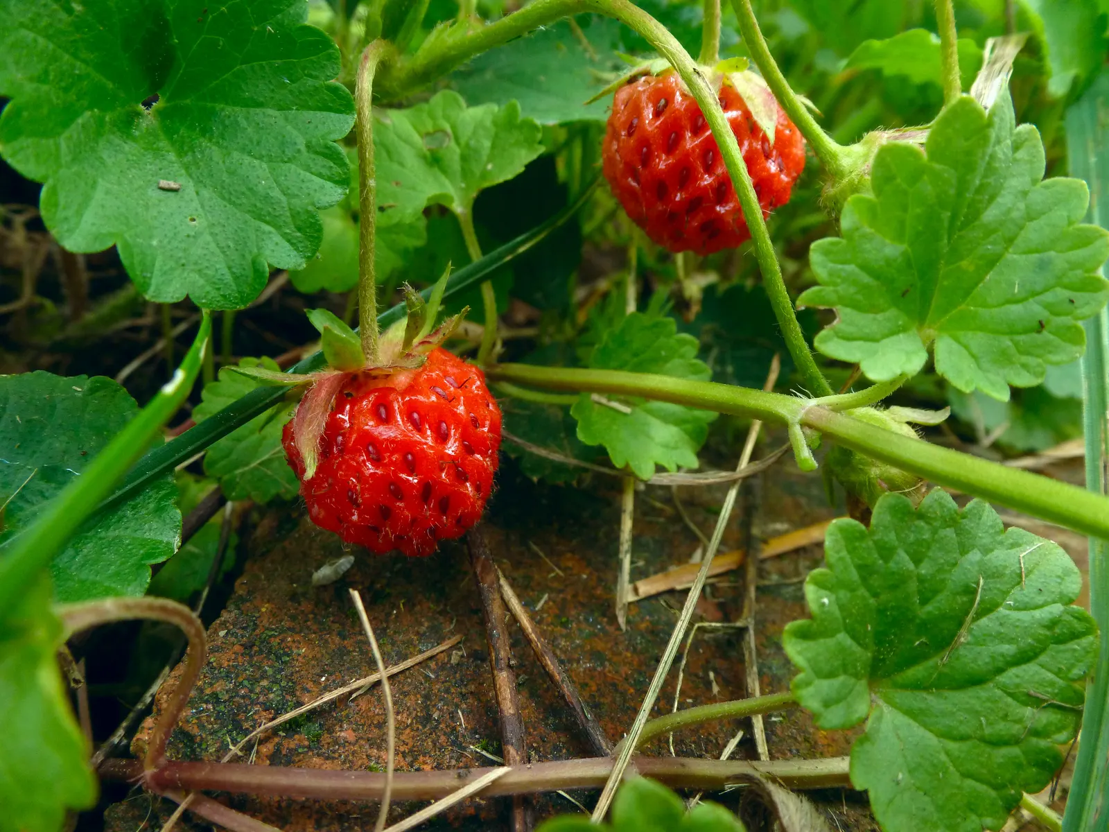 Wild Strawberry (Fragaria Virginiana) — typically reaching only 6 to 8 inches in height; this herbaceous perennial is native to North America and is recognized