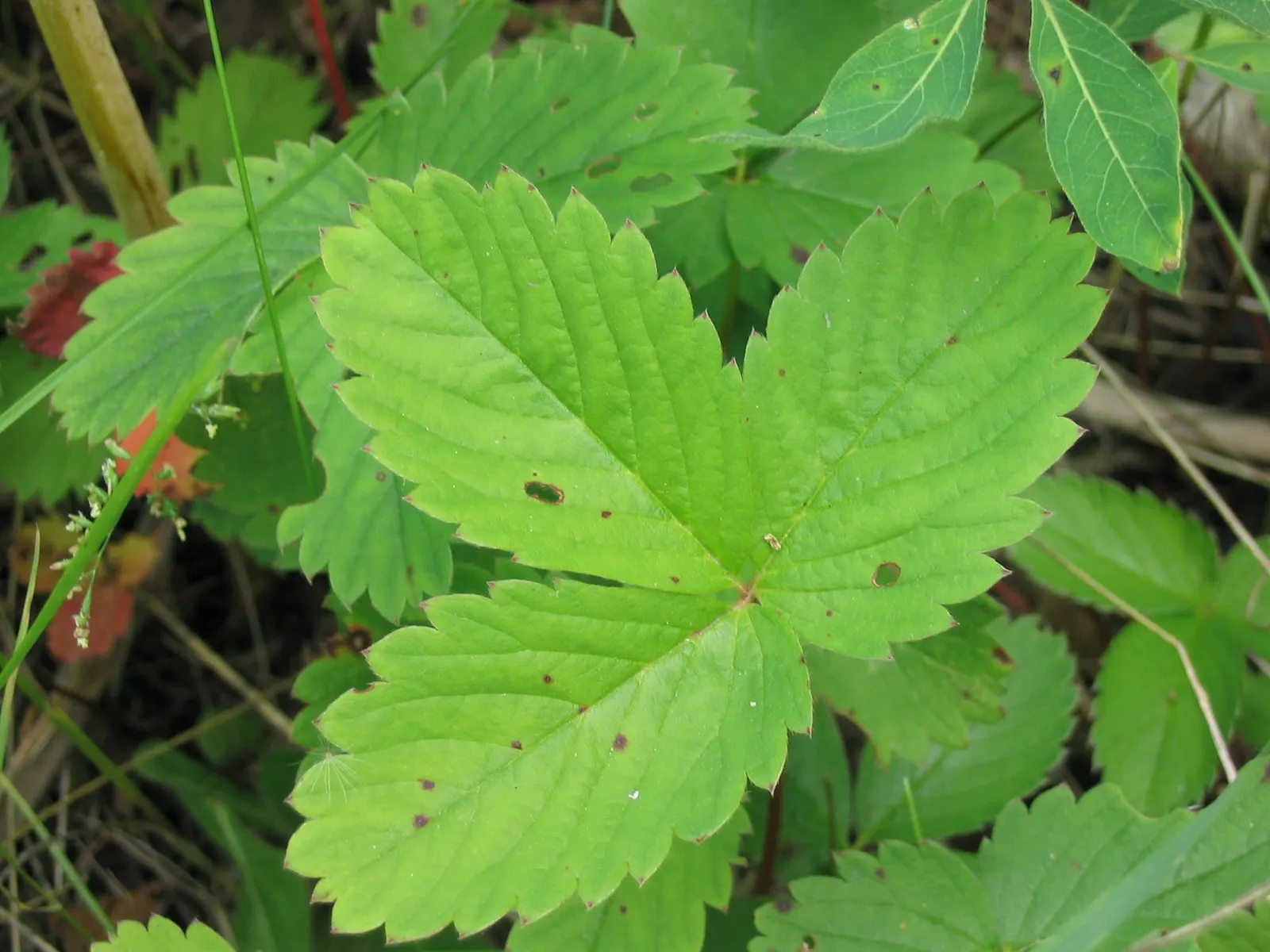 Wild Strawberry (Fragaria Virginiana) — It produces white blooms followed by edible red berries averaging 0.5-1 inch across