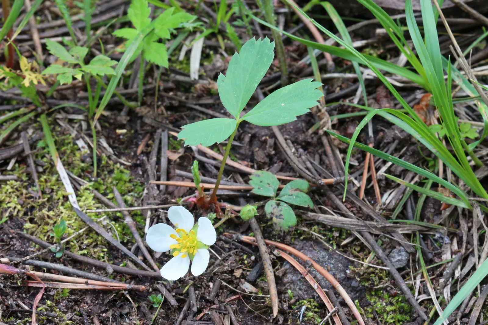 Wild Strawberry (Fragaria Virginiana) — each generally less than an inch in diameter.<br><br>F; this native is ideal for naturalized areas, image 68
