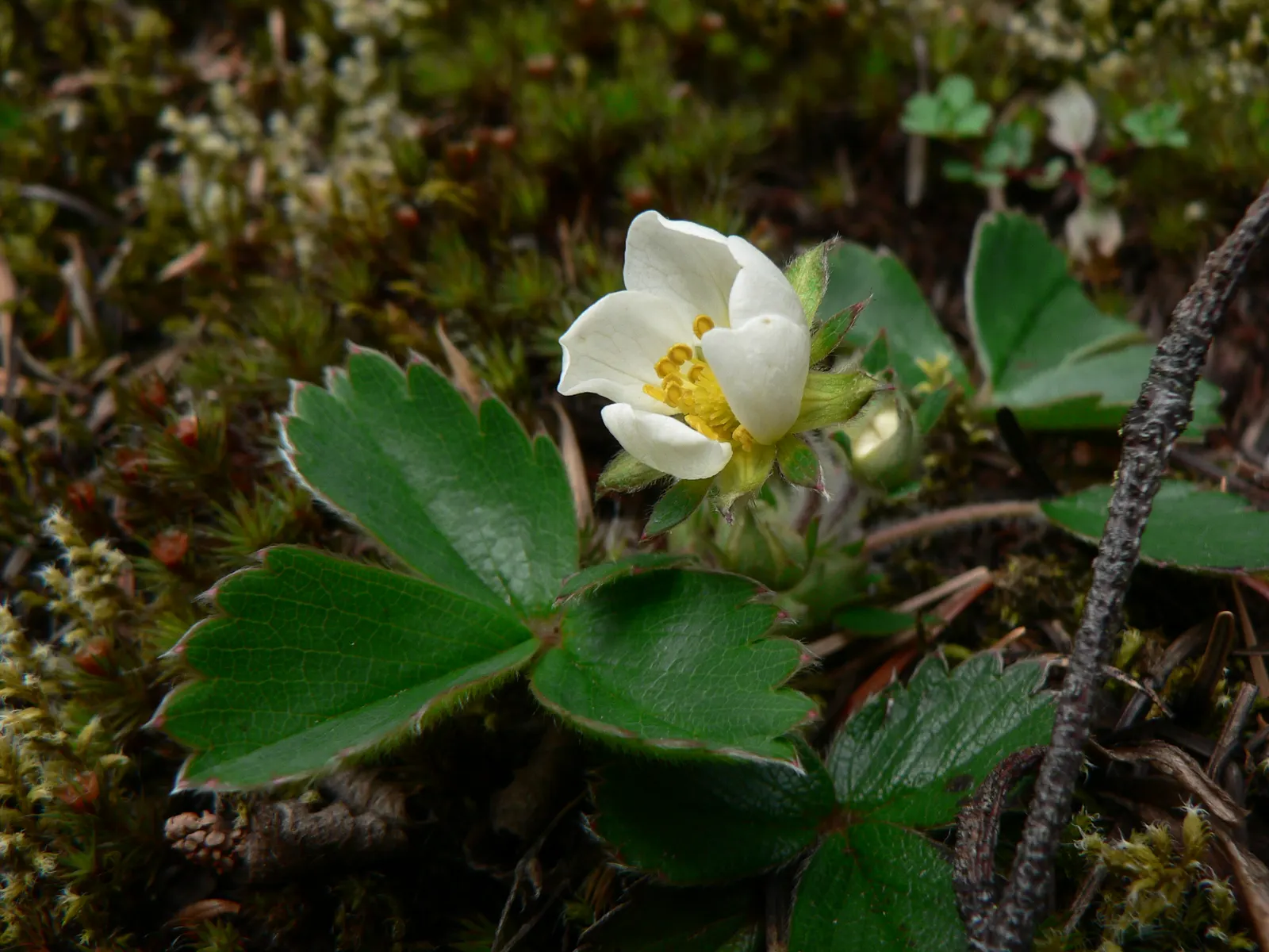 Wild Strawberry (Fragaria Virginiana) — each generally less than an inch in diameter.<br><br>F; this native is ideal for naturalized areas, image 94