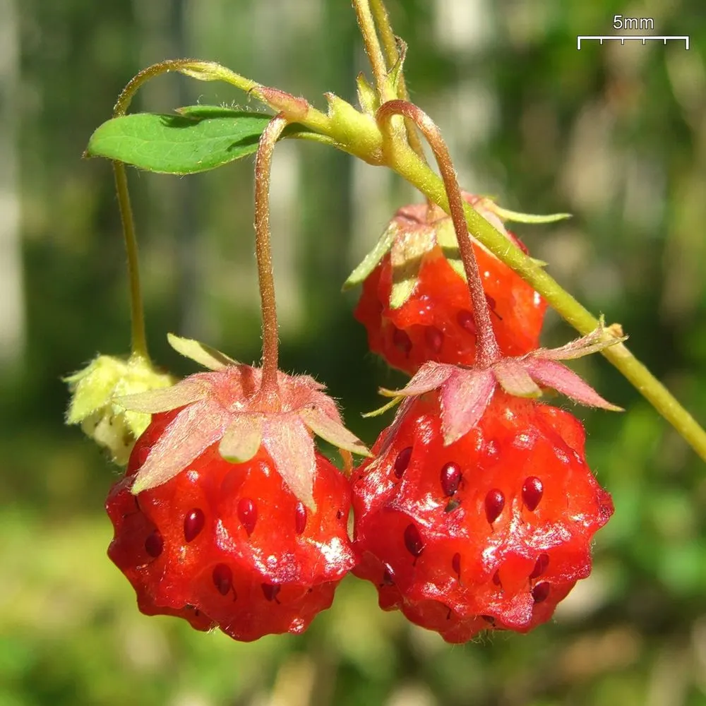 Wild Strawberry (Fragaria Virginiana) — about 0.75 to 1 inch in diameter; virginiana thrives in USDA zones 3 through 10 and prefers full sun to, image 92