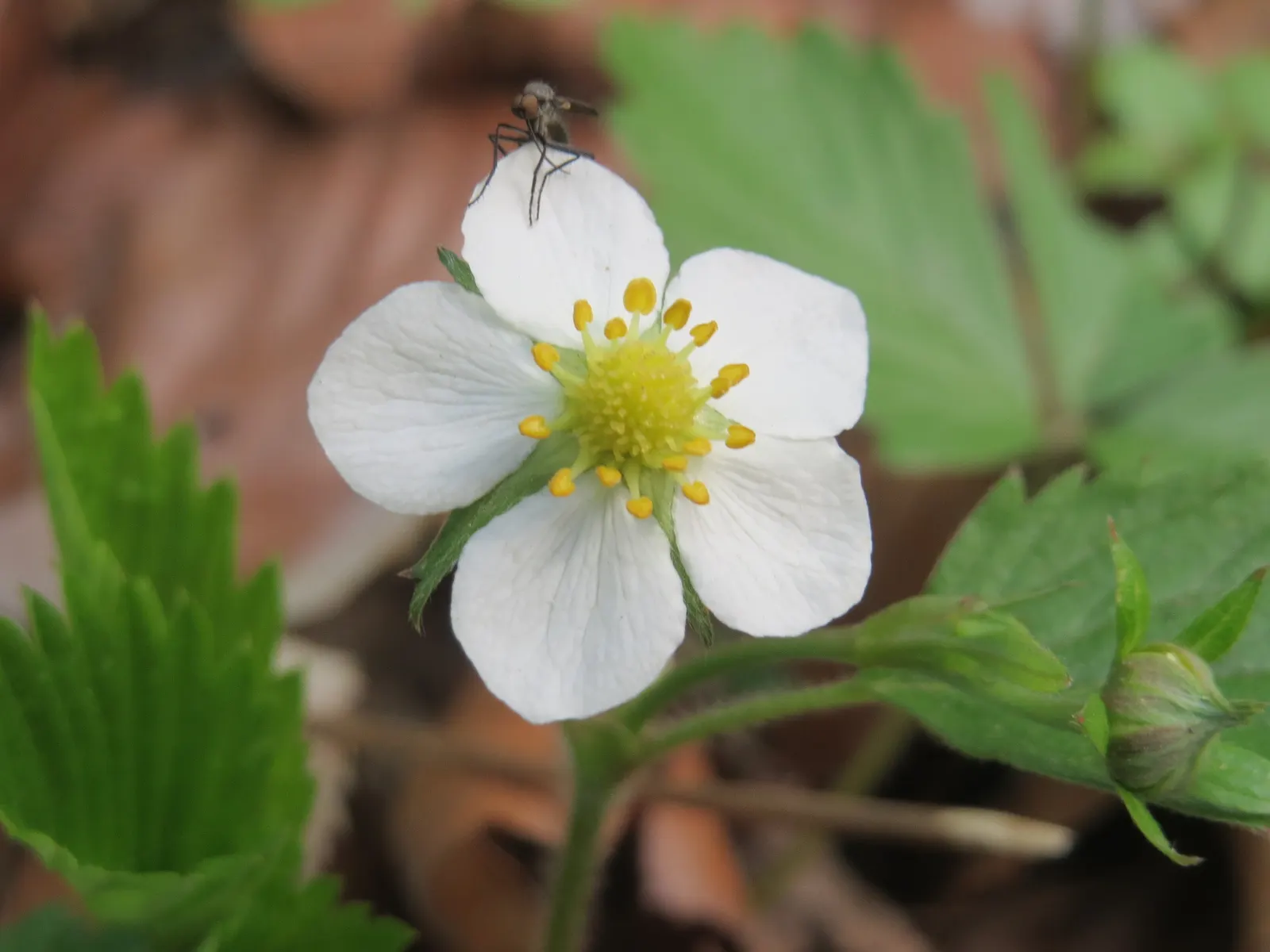 Wild Strawberry (Fragaria Virginiana) — It produces white blooms followed by edible red berries averaging 0.5-1 inch across; for optimal growth, plant in