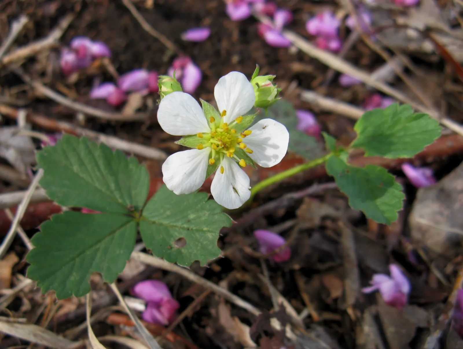 Wild Strawberry (Fragaria Virginiana) — forming an excellent ground cover; and its fruit provides food for wildlife, image 63
