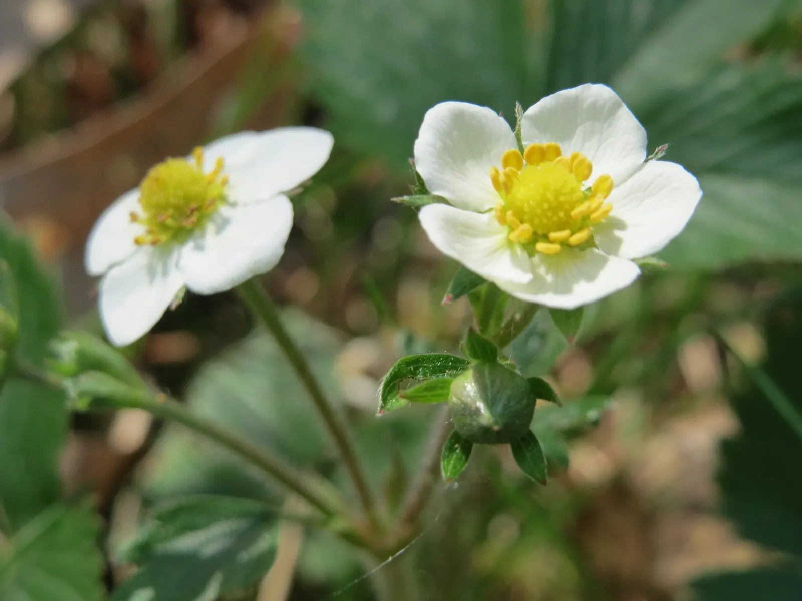 Wild Strawberry (Fragaria Virginiana) — Its trifoliate green leaves add texture, spreading to form mats about 4-6 inches high and 12 inches wide, image 108