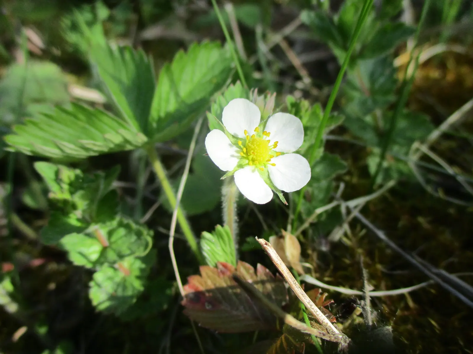 Wild Strawberry (Fragaria Virginiana) — It produces white blooms followed by edible red berries averaging 0.5-1 inch across; for optimal growth, image 107