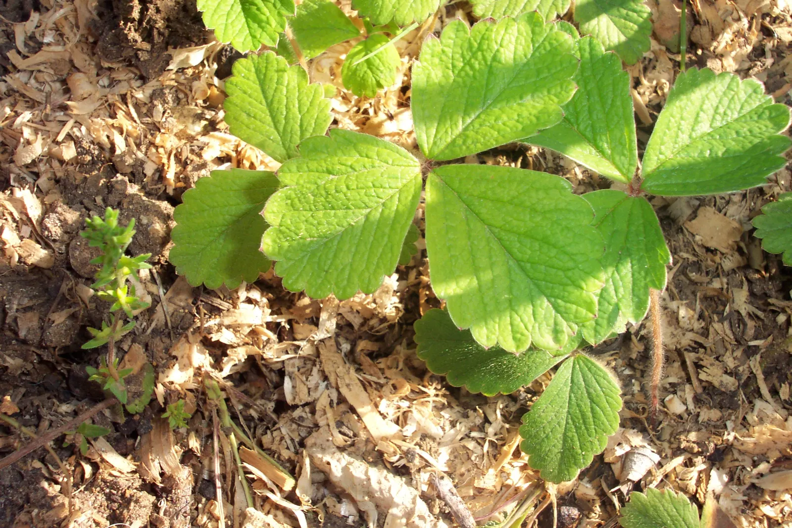 Wild Strawberry (Fragaria Virginiana) — This herbaceous perennial is native to North America and is recognized for its lush green foliage; is a, image 86