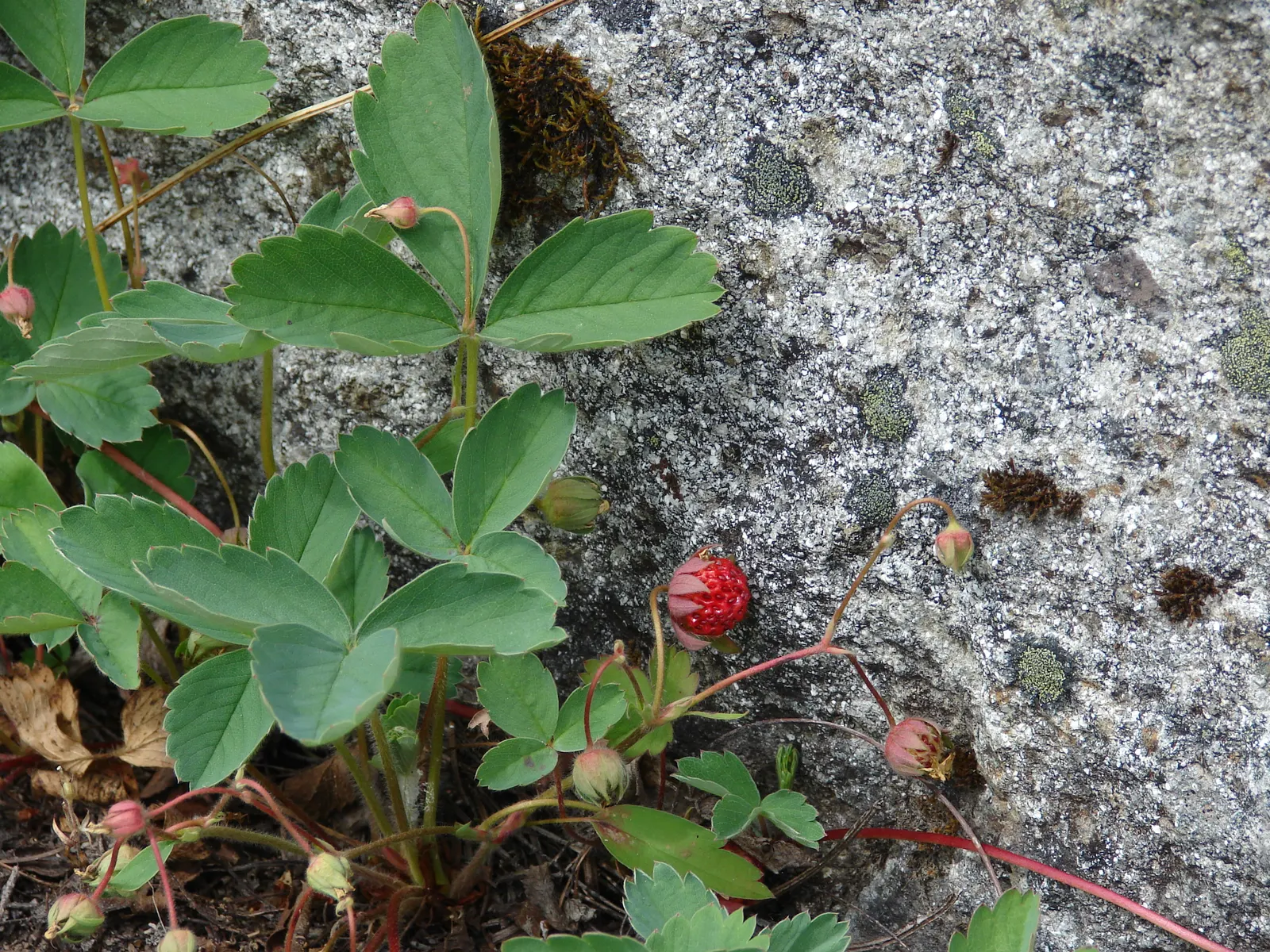 Wild Strawberry (Fragaria Virginiana) — commonly known as Wild Strawberry