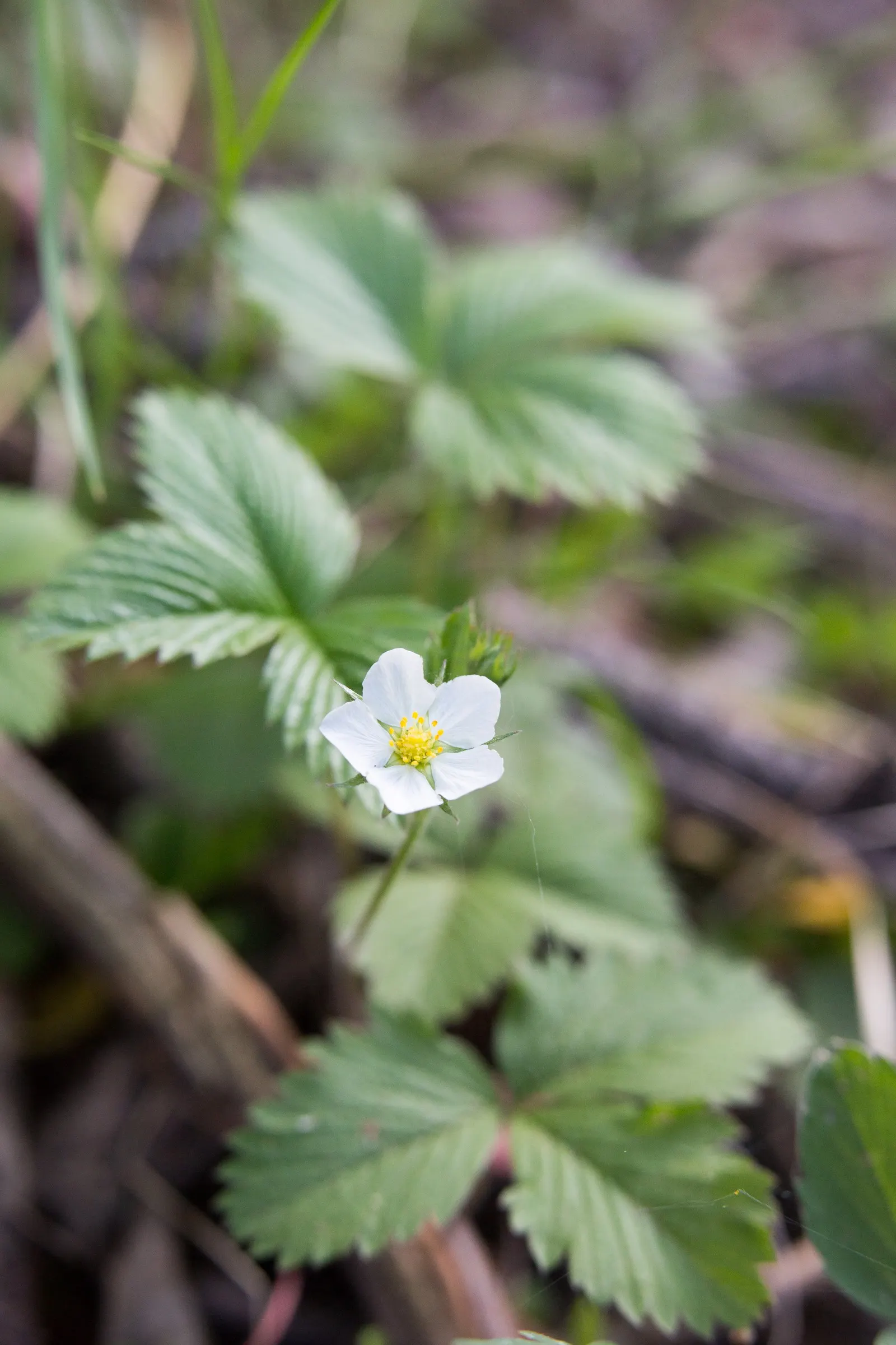 Wild Strawberry (Fragaria Virginiana) — The plant's petite yet conspicuous five-petaled flowers; with a comparable spread of 12 inches, image 117