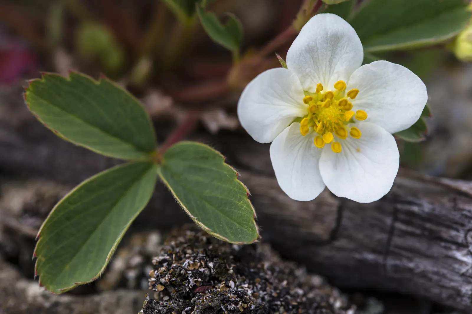 Wild Strawberry (Fragaria Virginiana) — For optimal growth, plant in well-draining soil with moderate moisture