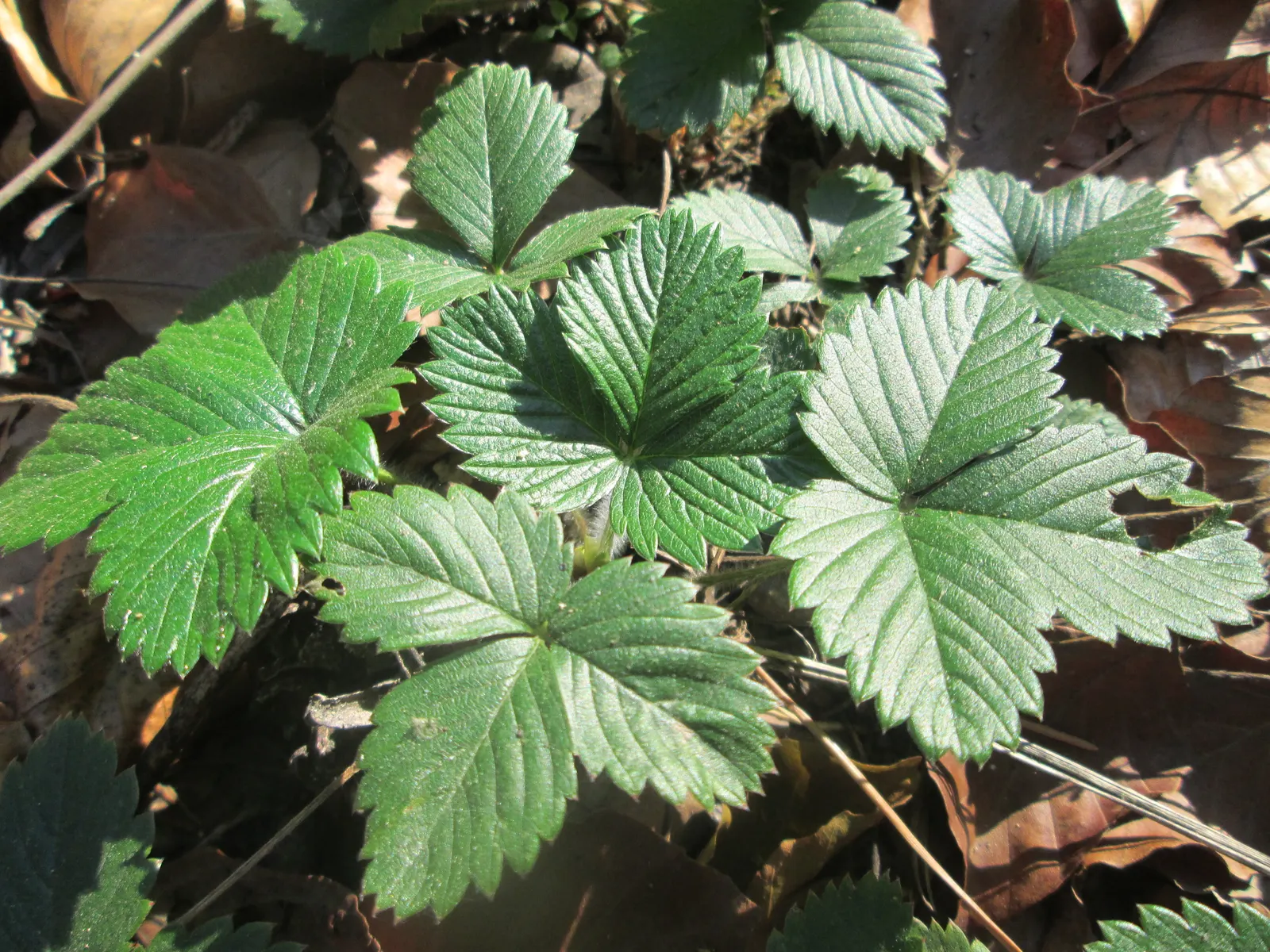 Wild Strawberry (Fragaria Virginiana) — Its trifoliate green leaves add texture, spreading to form mats about 4-6 inches high and 12 inches wide, image 82