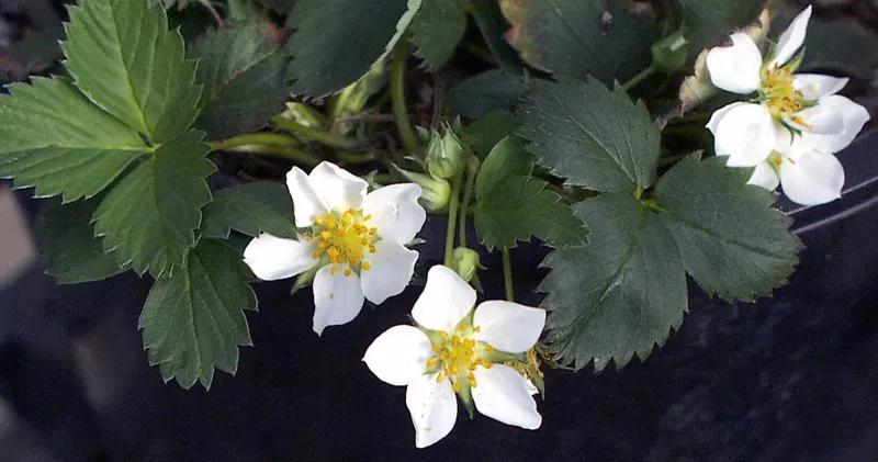 Wild Strawberry (Fragaria Virginiana) — commonly known as Wild Strawberry; the plant's petite yet conspicuous five-petaled flowers, image 110