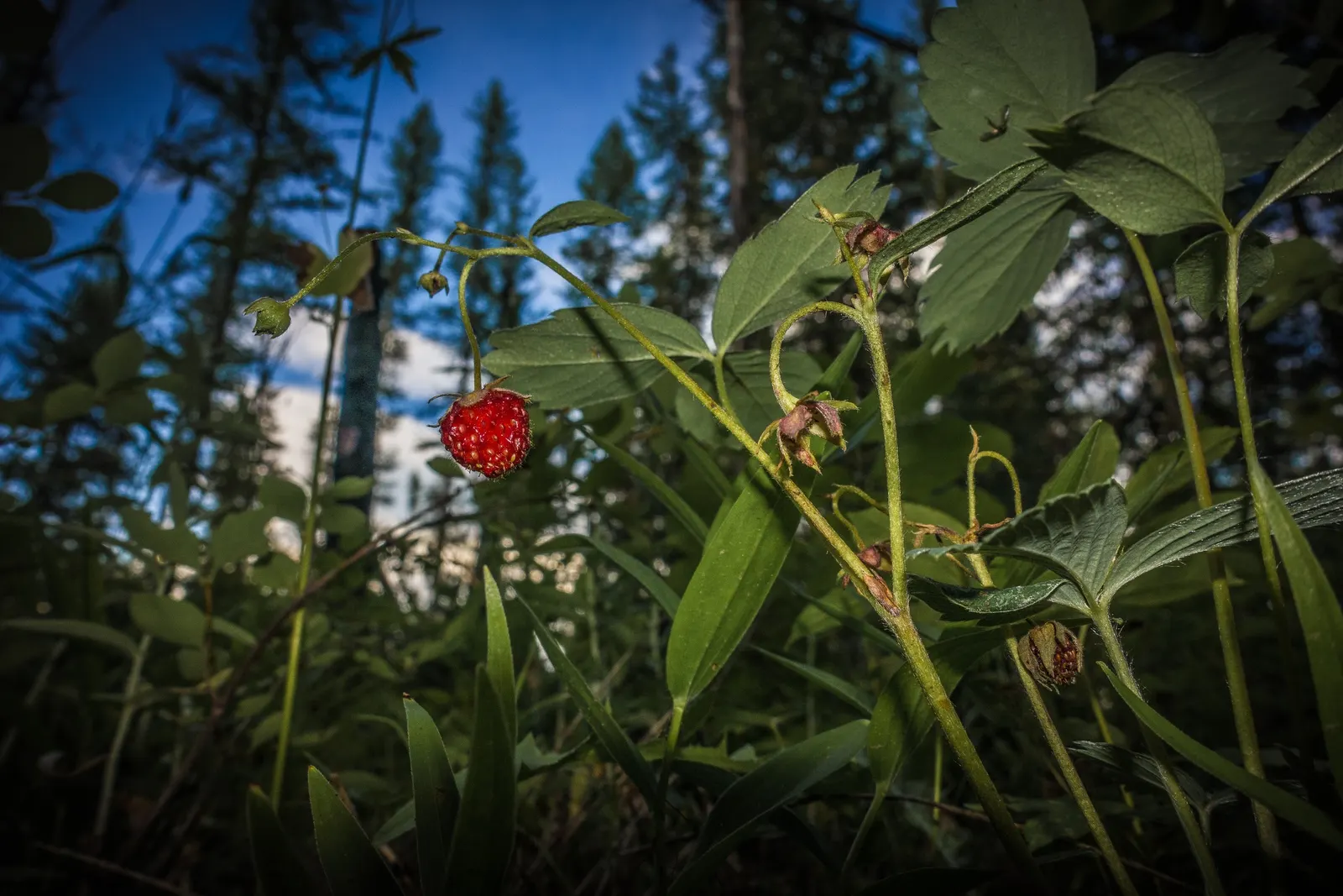 Wild Strawberry (Fragaria Virginiana) — ground cover / perennial for full or half; enhancing biodiversity in your landscape