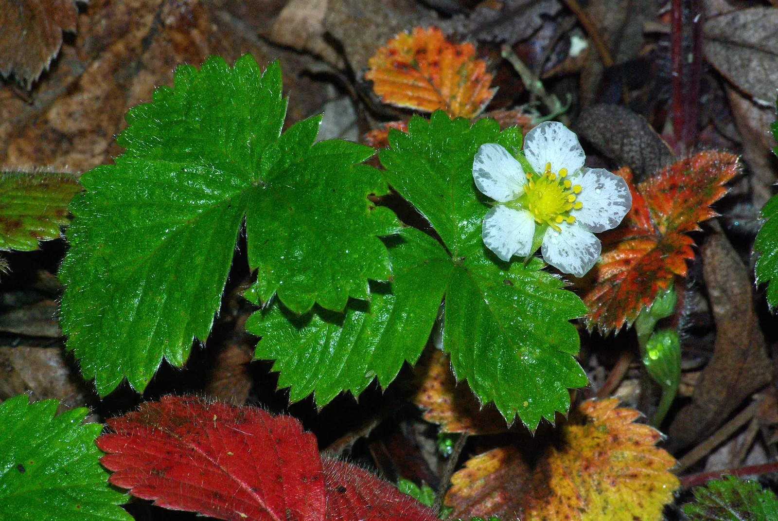 Wild Strawberry (Fragaria Virginiana) — forming an excellent ground cover; and its fruit provides food for wildlife