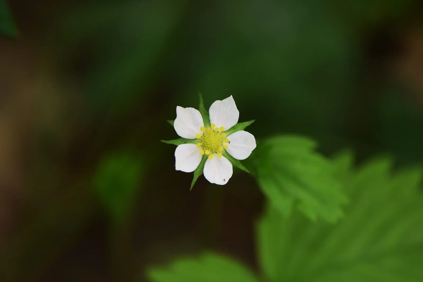 Wild Strawberry (Fragaria Virginiana) — ground cover / perennial with white blooms; each generally less than an inch in diameter.<br><br>F, image 77