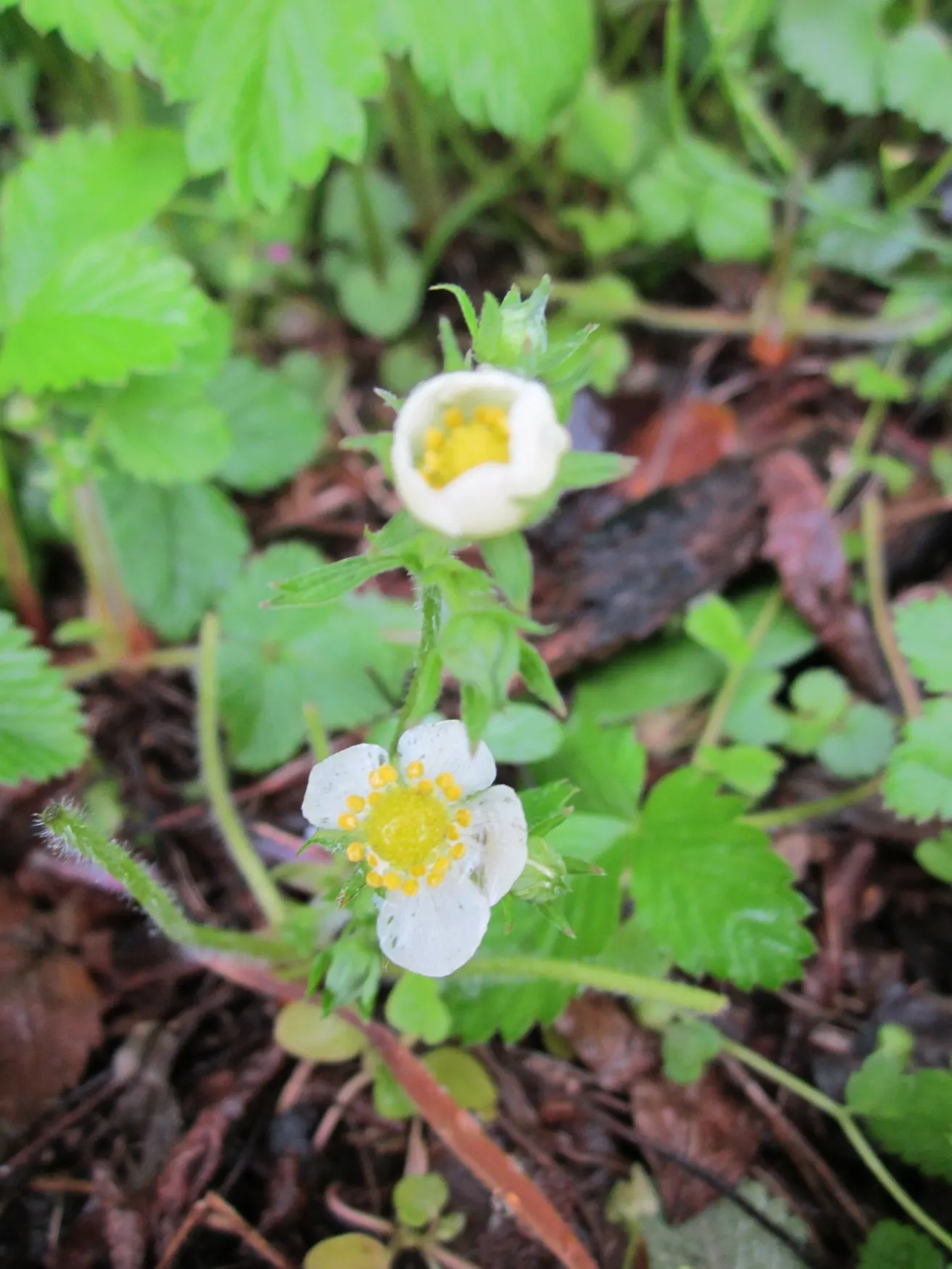 Wild Strawberry (Fragaria Virginiana) — The plant's petite yet conspicuous five-petaled flowers