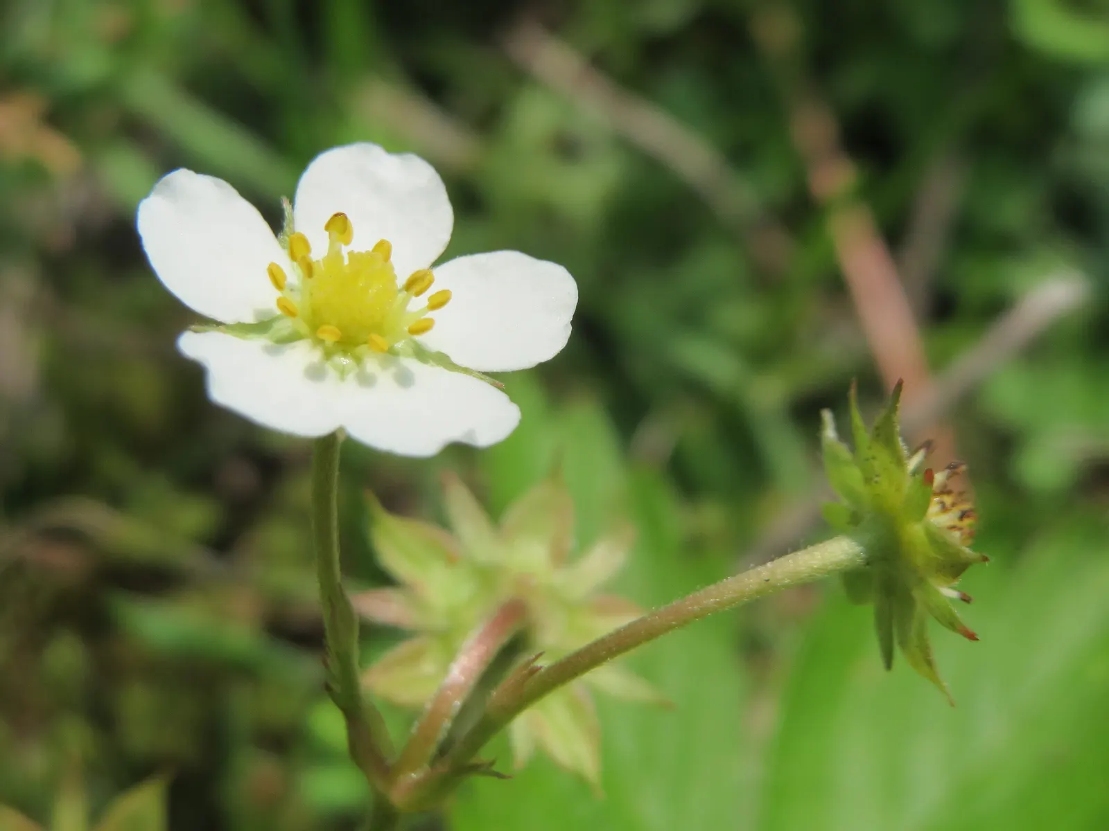 Wild Strawberry (Fragaria Virginiana) — virginiana thrives in USDA zones 3 through 10 and prefers full sun to part shade exposures; dense mat which, image 69