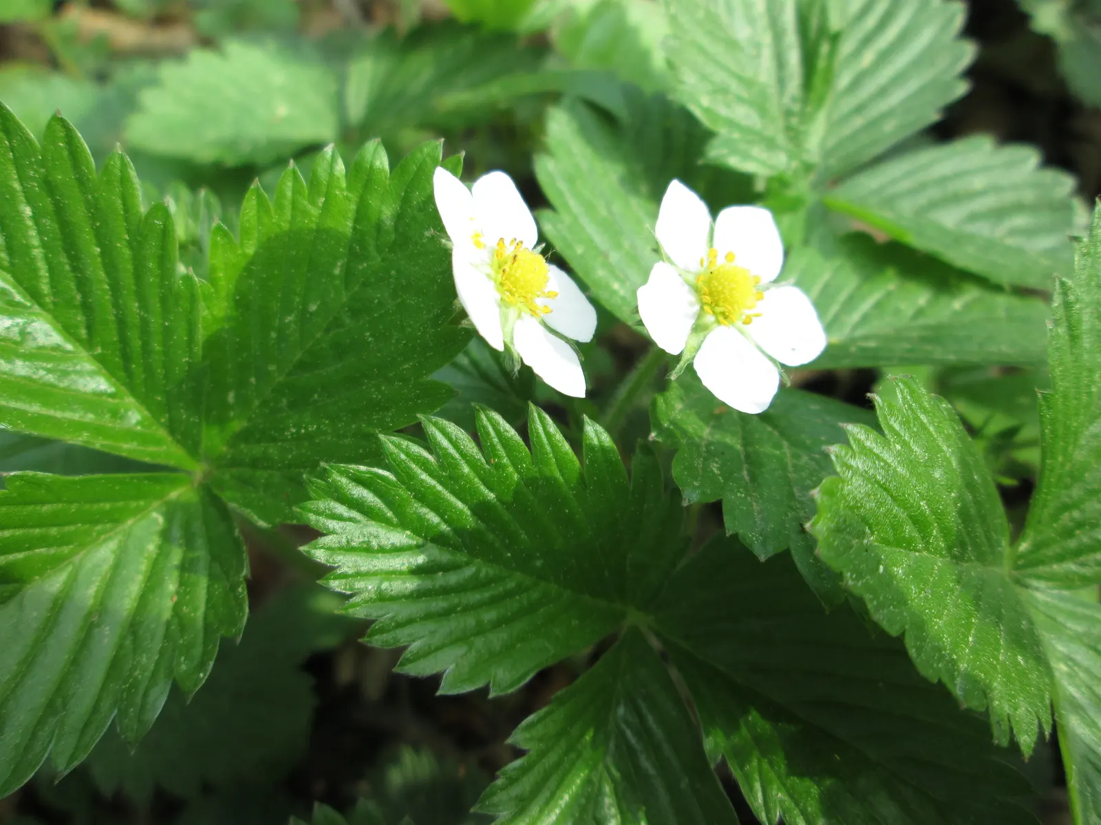 Wild Strawberry (Fragaria Virginiana) — This native is ideal for naturalized areas, offering food for wildlife and a charming, rustic aesthetic