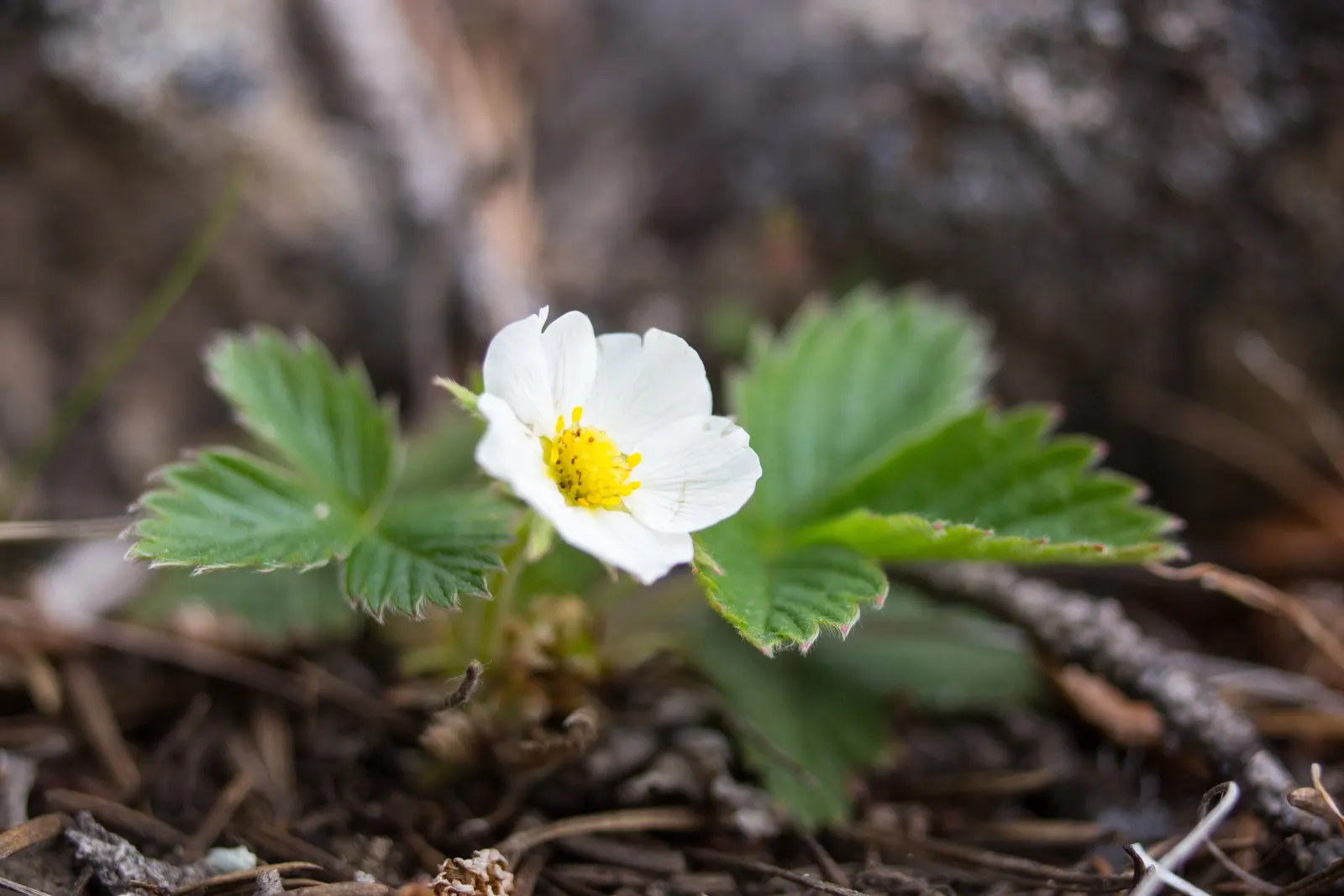 Wild Strawberry (Fragaria Virginiana) — typically reaching only 6 to 8 inches in height; this herbaceous perennial is native to North America and, image 61