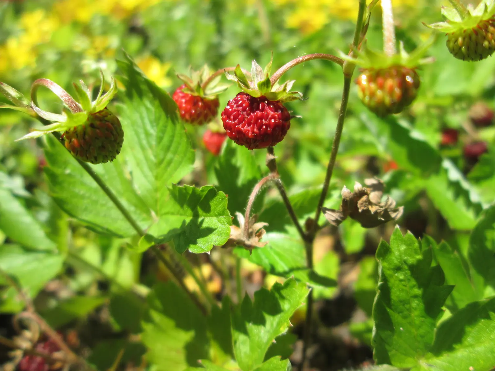 Wild Strawberry (Fragaria Virginiana) — ground cover / perennial with white blooms; each generally less than an inch in diameter.<br><br>F, image 103
