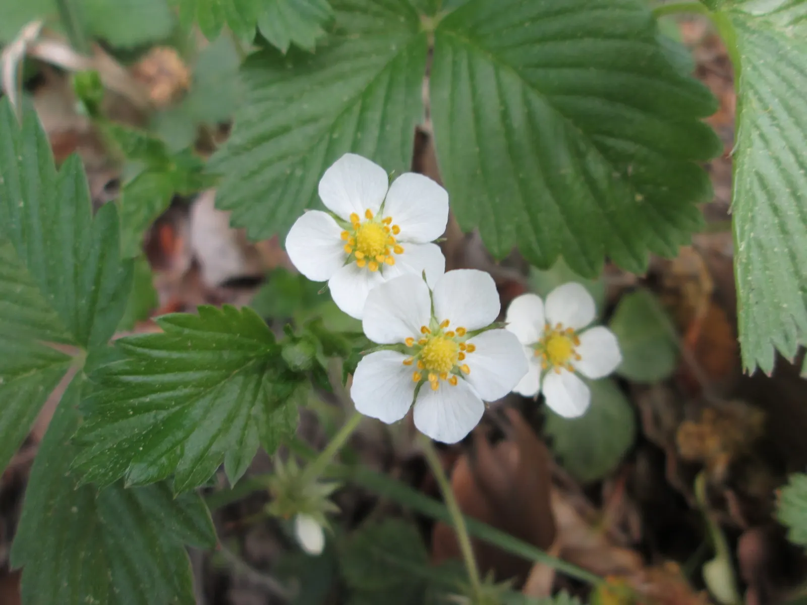 Wild Strawberry (Fragaria Virginiana) — offers both aesthetic charm and edible delight to a diverse landscape design; making it an excellent option for