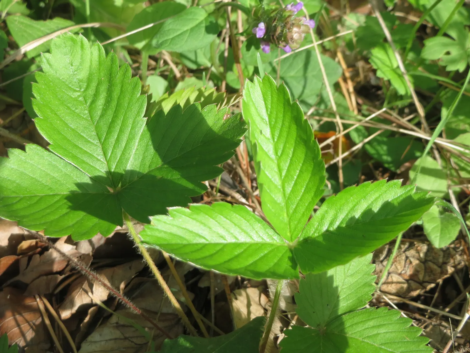 Wild Strawberry (Fragaria Virginiana) — emerge in spring and are followed by the characteristic strawberries
