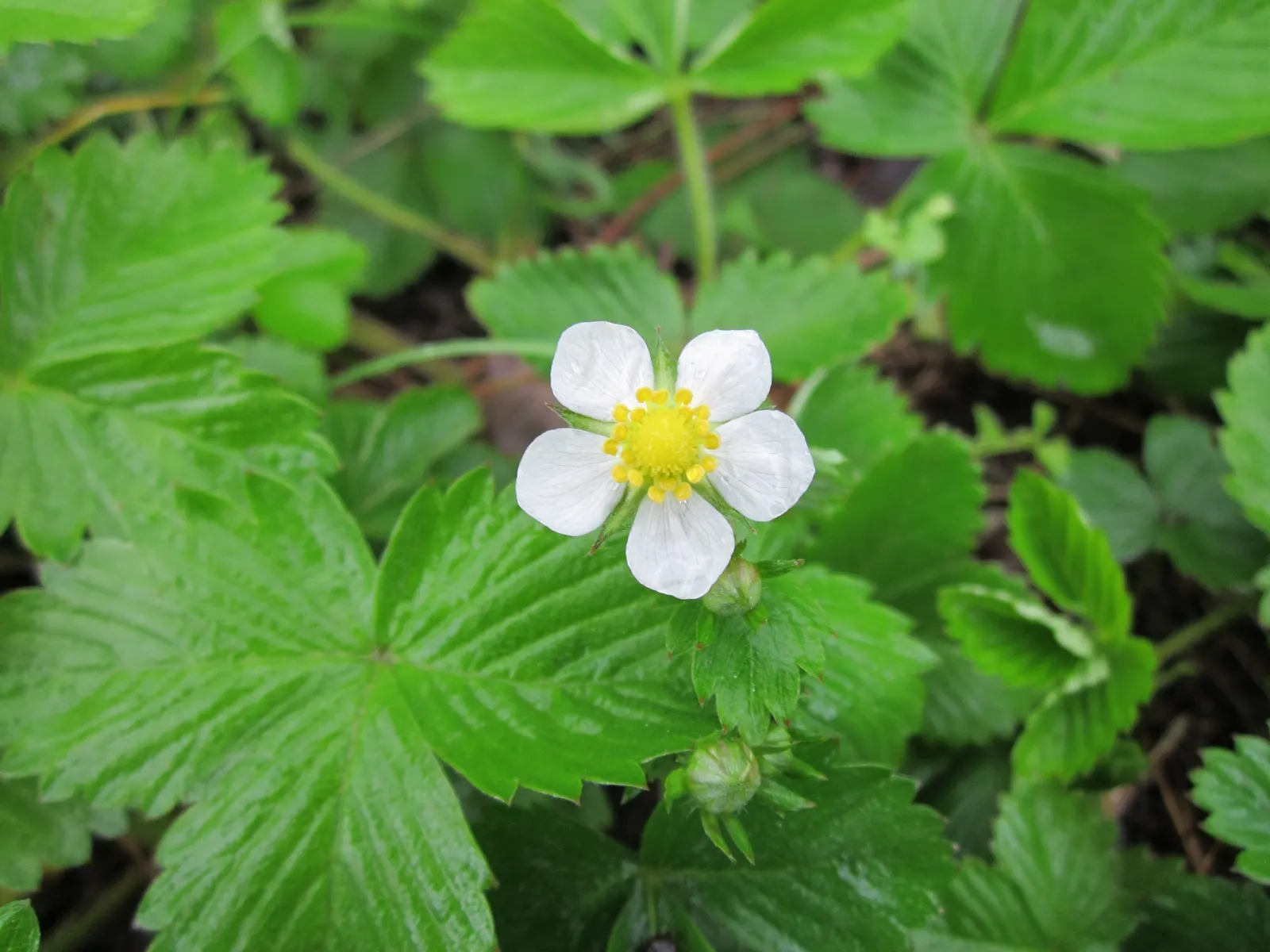 Wild Strawberry (Fragaria Virginiana) — is a groundcover that thrives in USDA zones 5-9; its trifoliate green leaves add texture, spreading to form, image 53