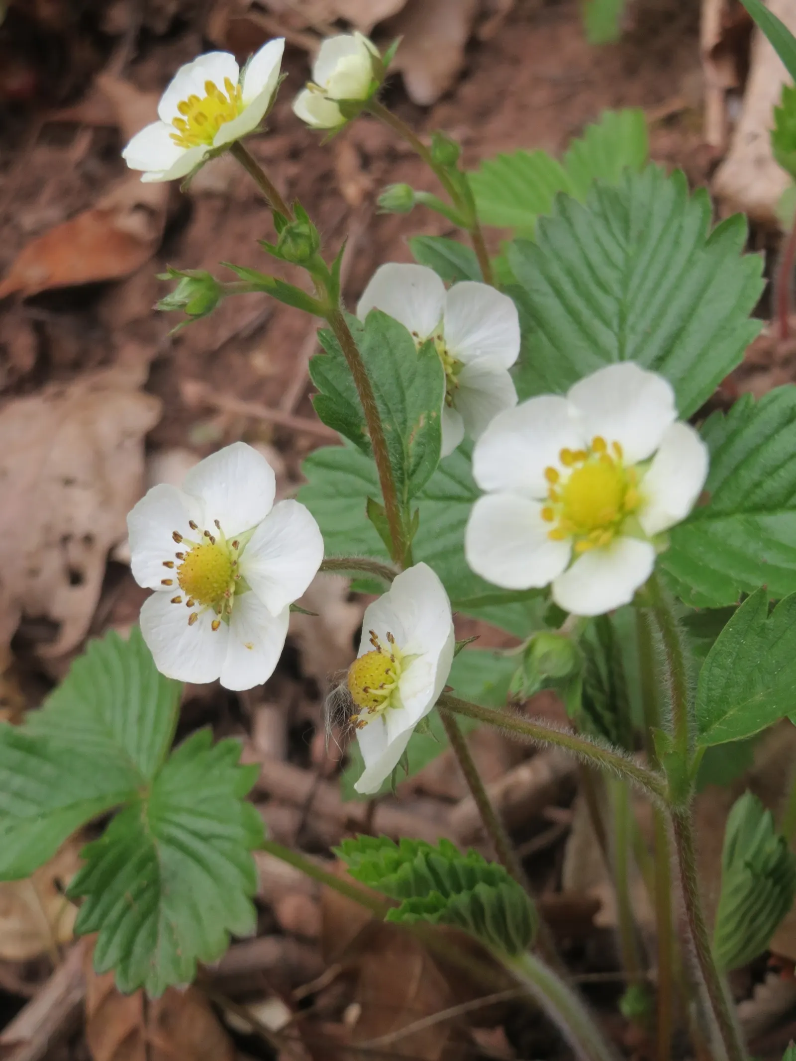 Wild Strawberry (Fragaria Virginiana) — enhancing biodiversity in your landscape