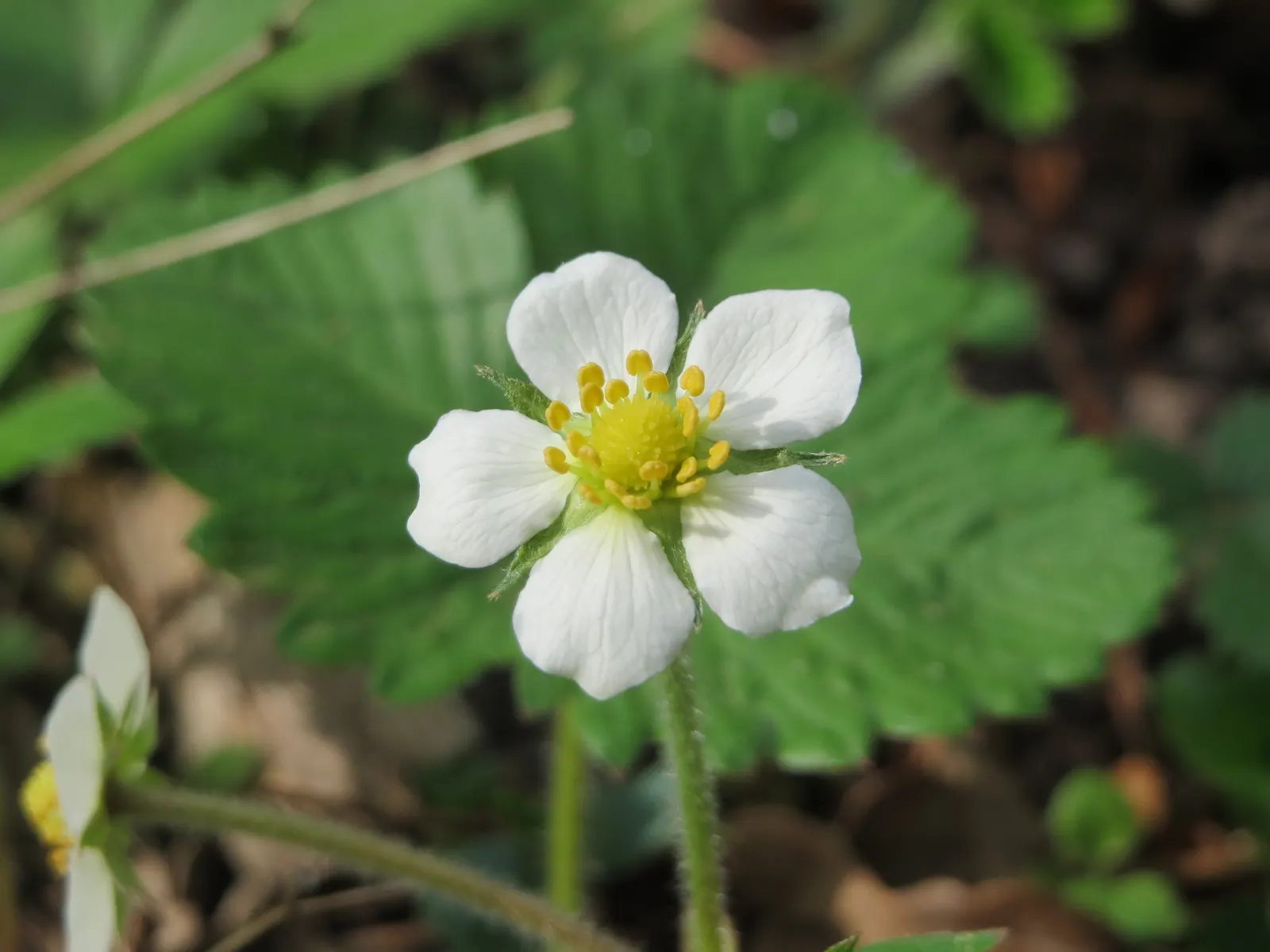 Wild Strawberry (Fragaria Virginiana) — each generally less than an inch in diameter.<br><br>F; this native is ideal for naturalized areas, image 120