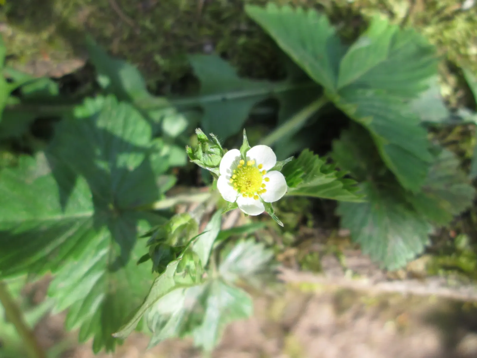 Wild Strawberry (Fragaria Virginiana) — enhancing biodiversity in your landscape; preferring full sun to partial shade, image 75