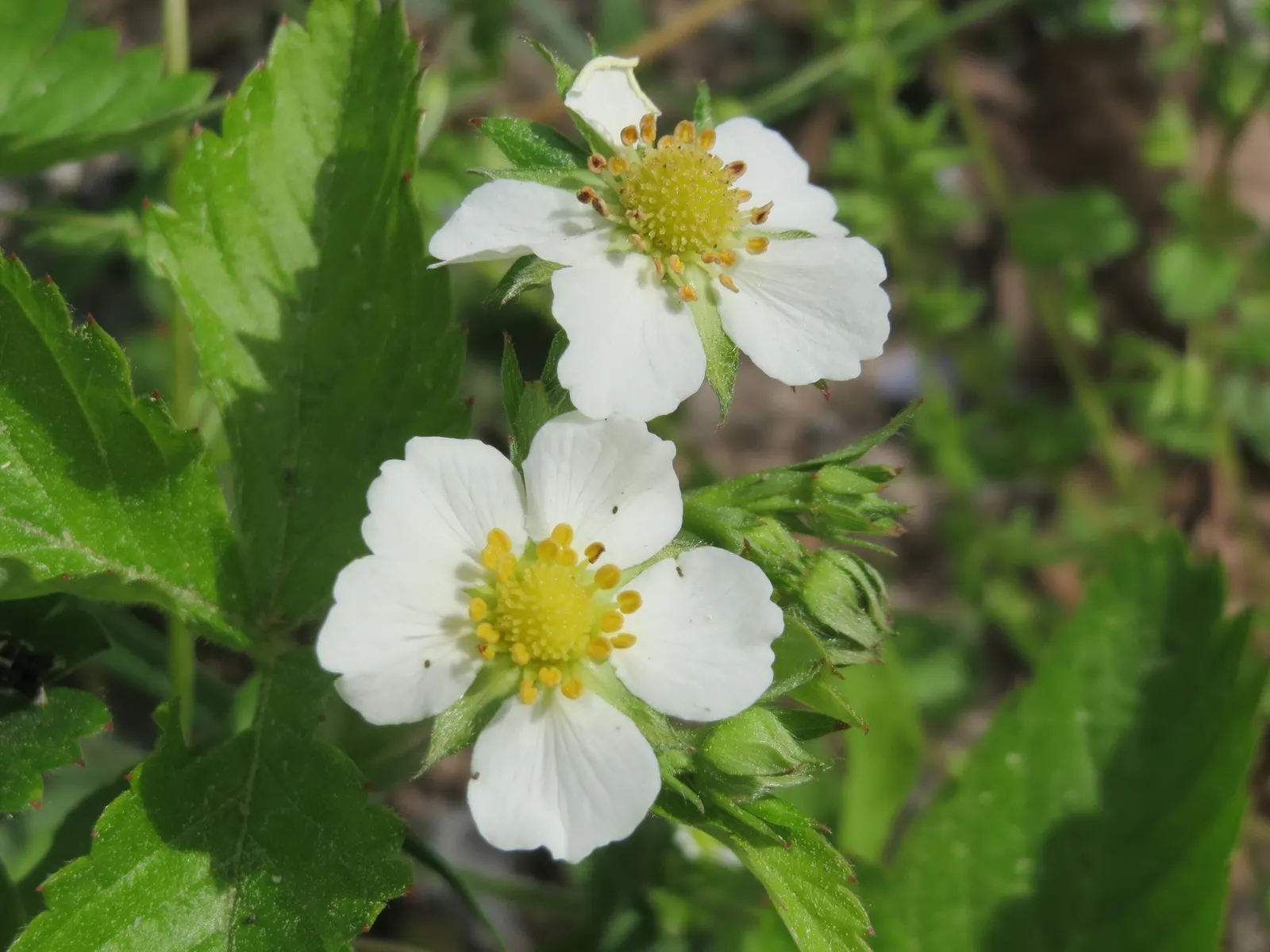 Wild Strawberry (Fragaria Virginiana) — typically reaching only 6 to 8 inches in height