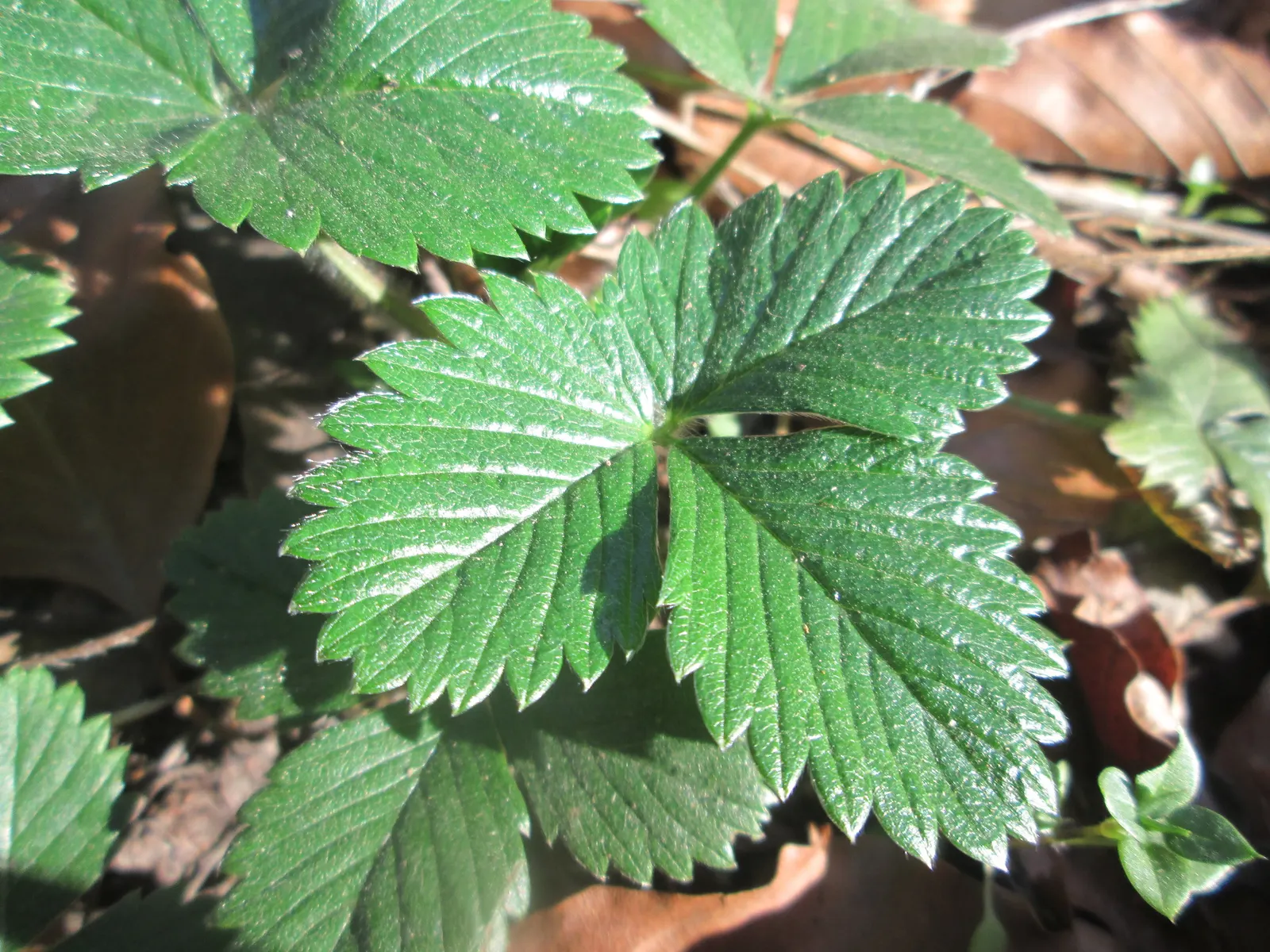 Wild Strawberry (Fragaria Virginiana) — virginiana thrives in USDA zones 3 through 10 and prefers full sun to part shade exposures