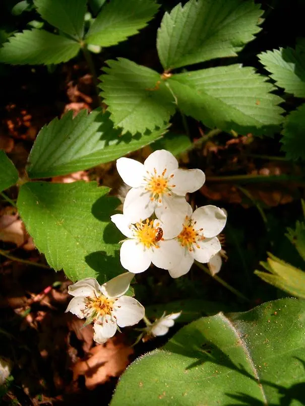 Wild Strawberry (Fragaria Virginiana) — emerge in spring and are followed by the characteristic strawberries; white flowers in the garden