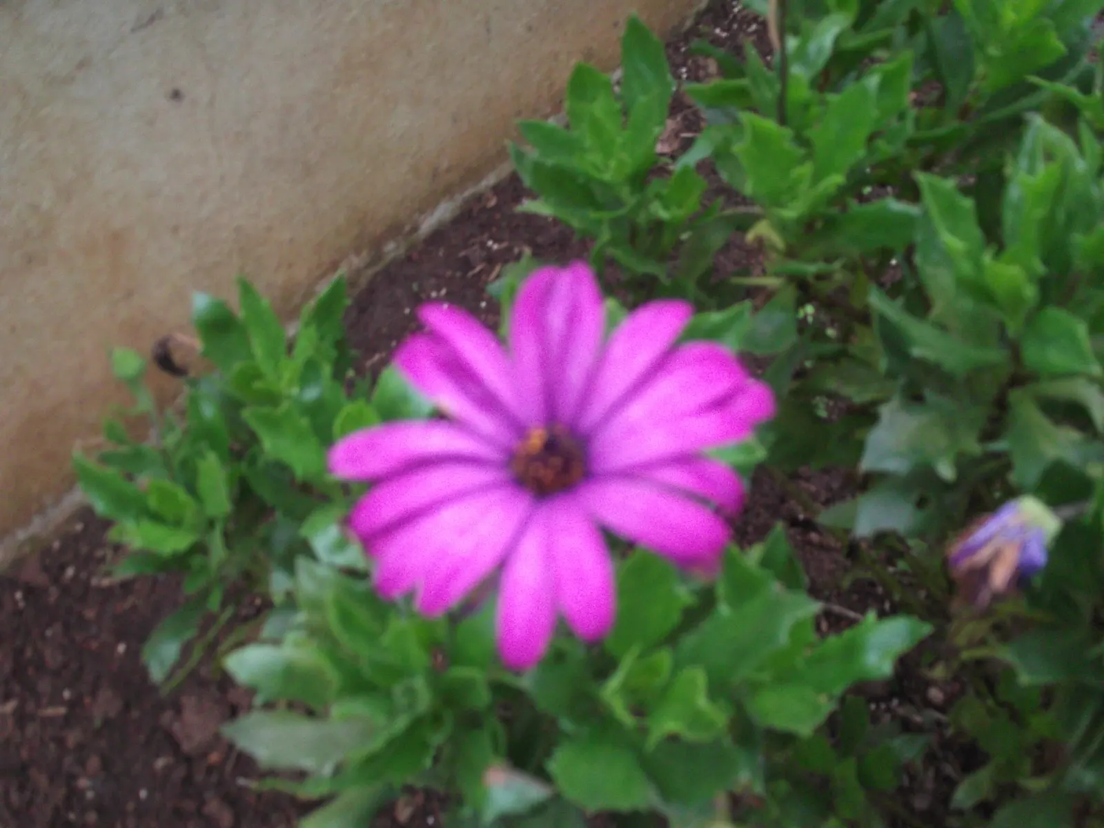 Trailing African Daisy (Osteospermum Fruticosum) — the Trailing African Daisy will typically extend up to 2-3 feet in width with a height of around 1 foot