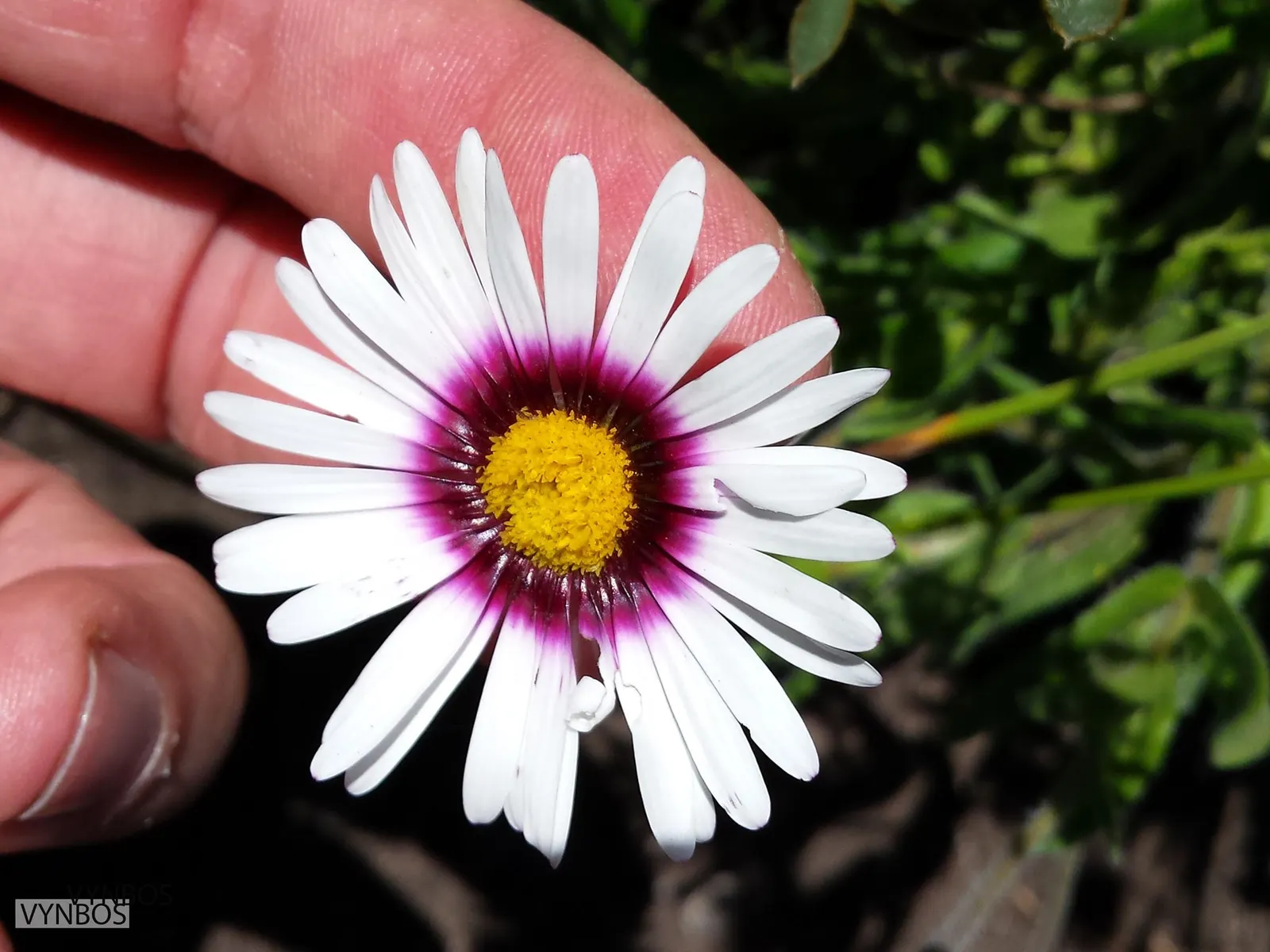 Trailing African Daisy (Osteospermum Fruticosum) — each with a distinctive blue or yellow central disk