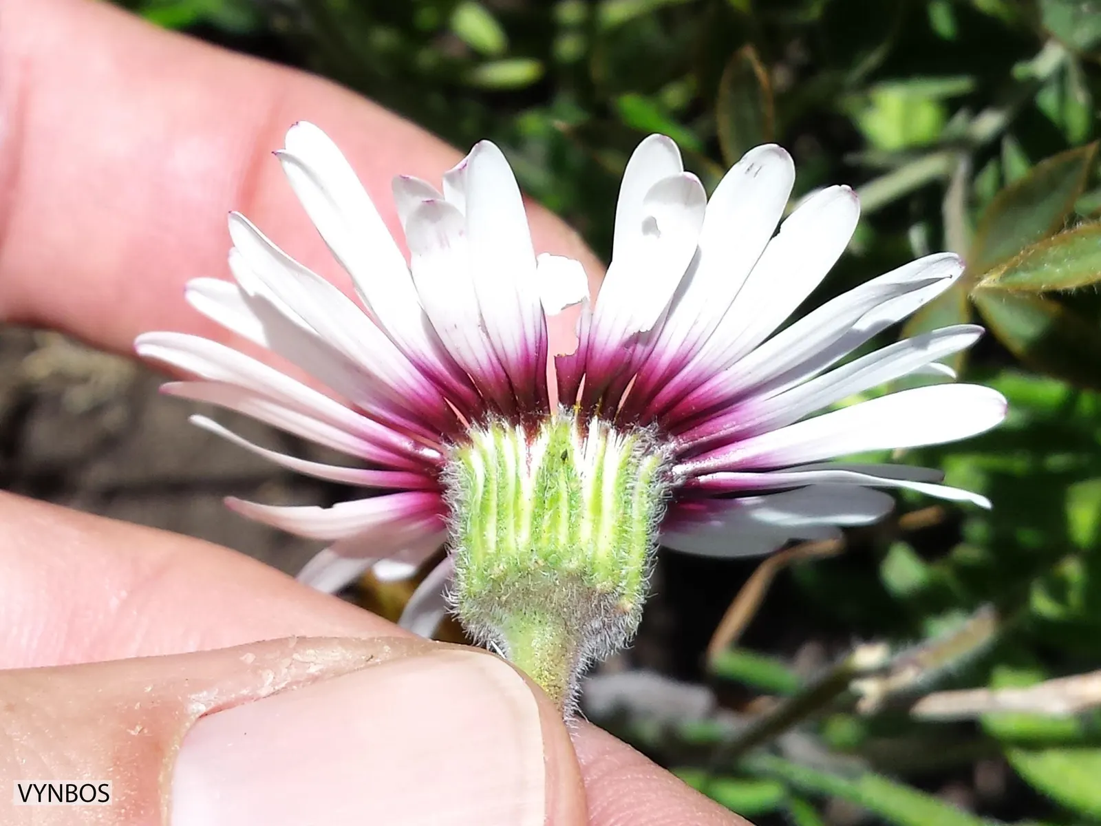 Trailing African Daisy (Osteospermum Fruticosum) — forming a dense mat of semi-succulent foliage that is dark green to blue-green in color