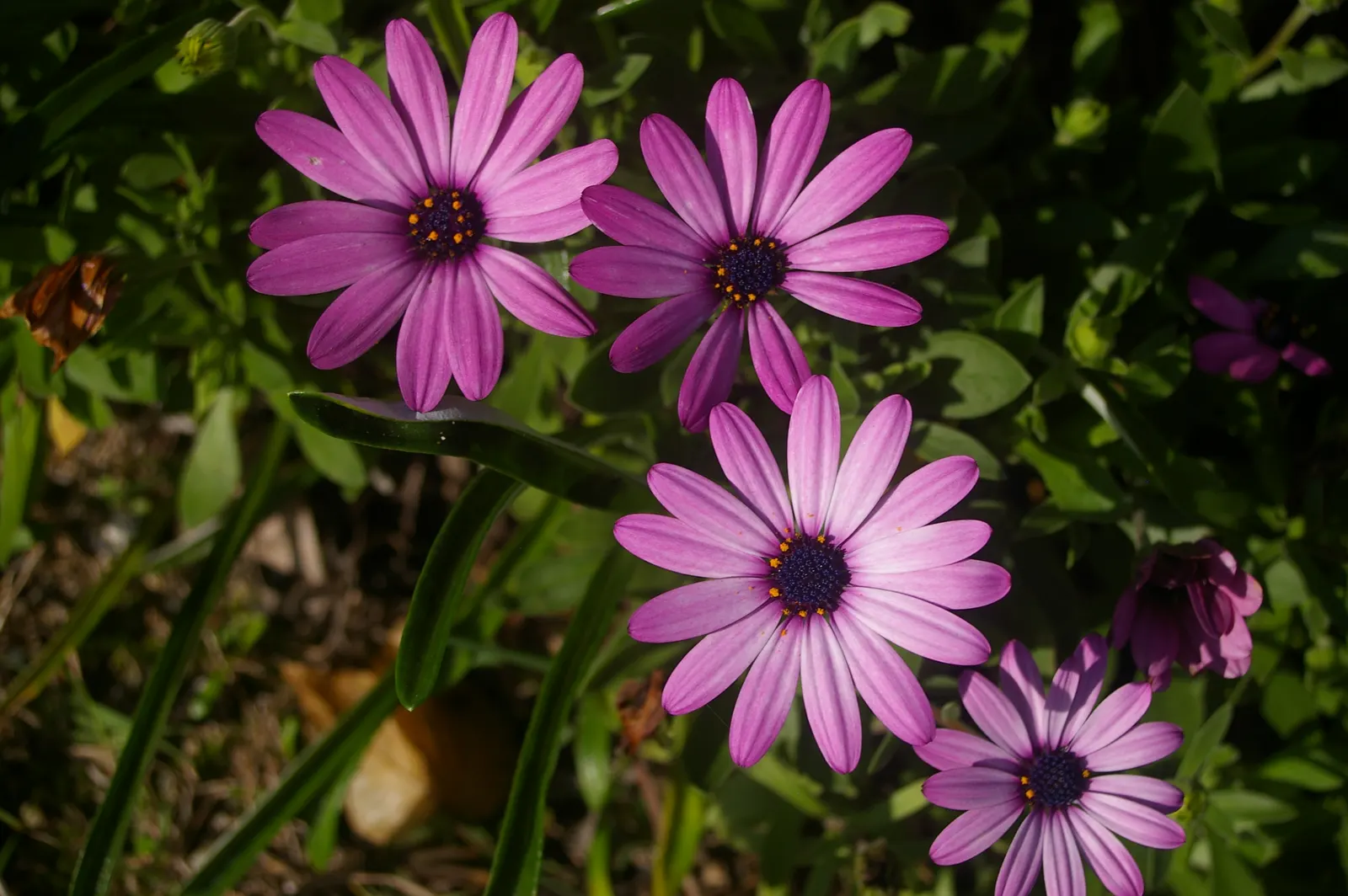 Trailing African Daisy (Osteospermum Fruticosum) — Its stems radiate outward