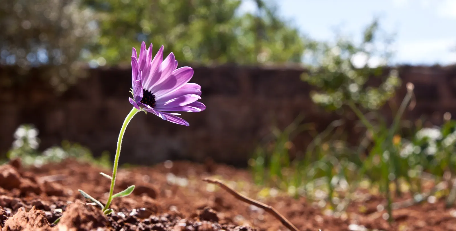 Trailing African Daisy (Osteospermum Fruticosum) — The plant boasts daisy-like flowers, varying in color, that bloom in spring and fall
