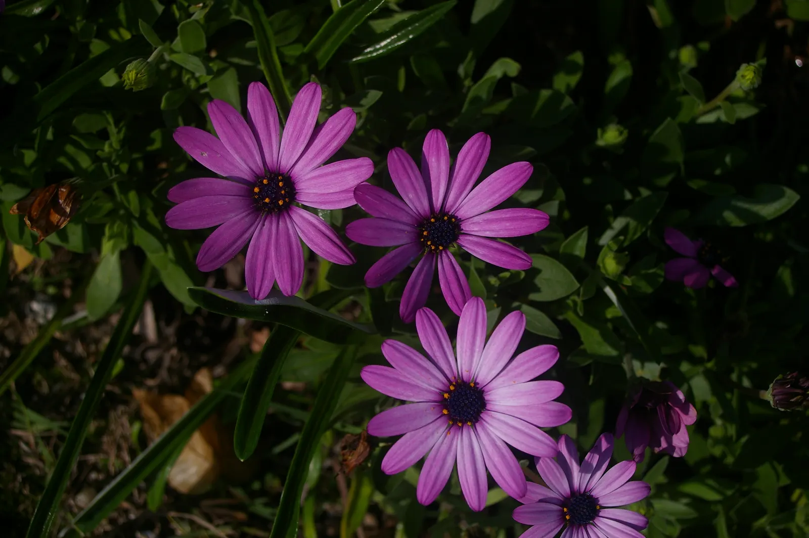 Trailing African Daisy (Osteospermum Fruticosum) — This drought-tolerant species is ideal for cascading over walls or containers