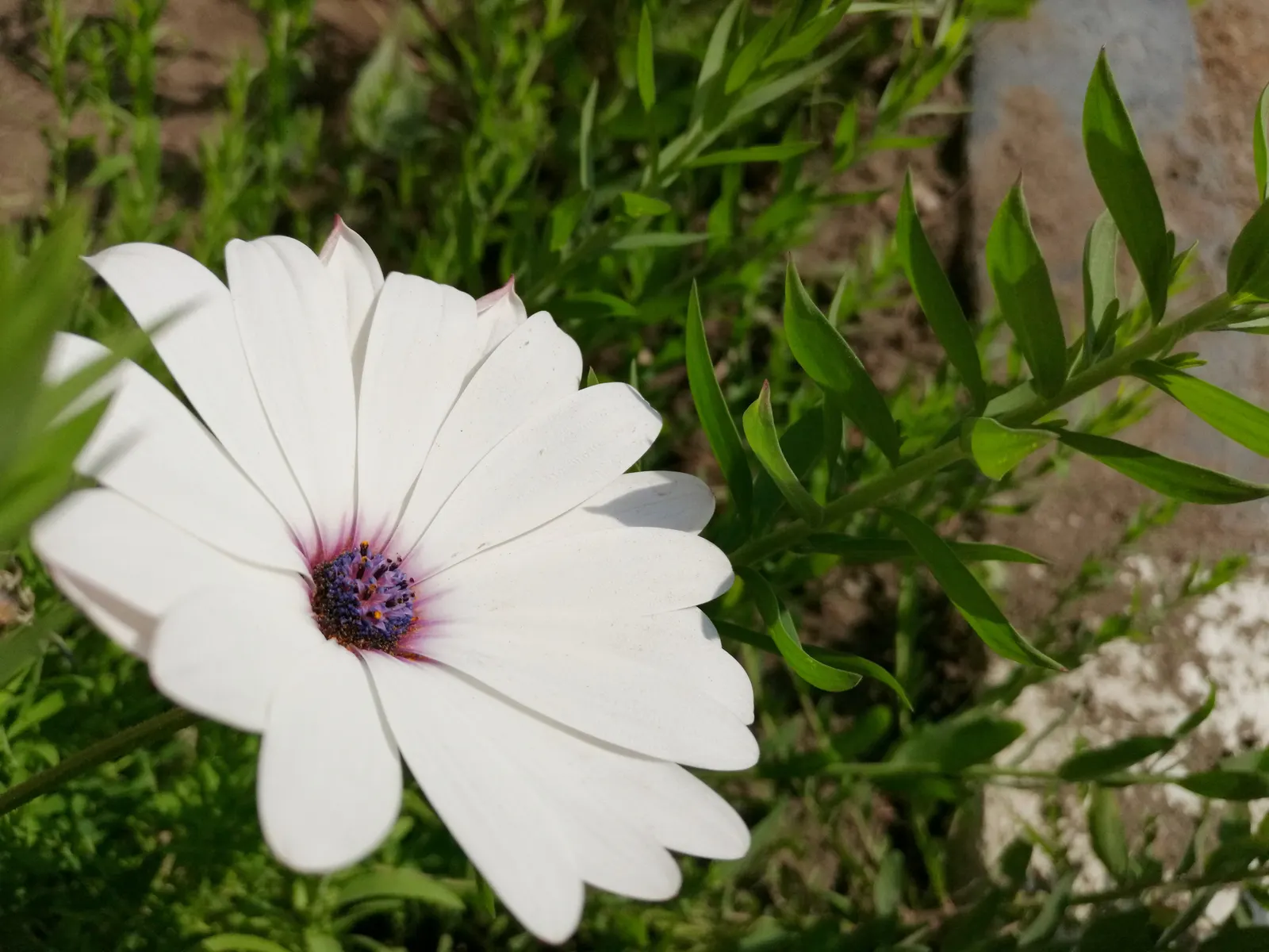 Trailing African Daisy (Osteospermum Fruticosum) — It demands well-draining soil and should be watered sparingly; too much moisture can lead to root rot