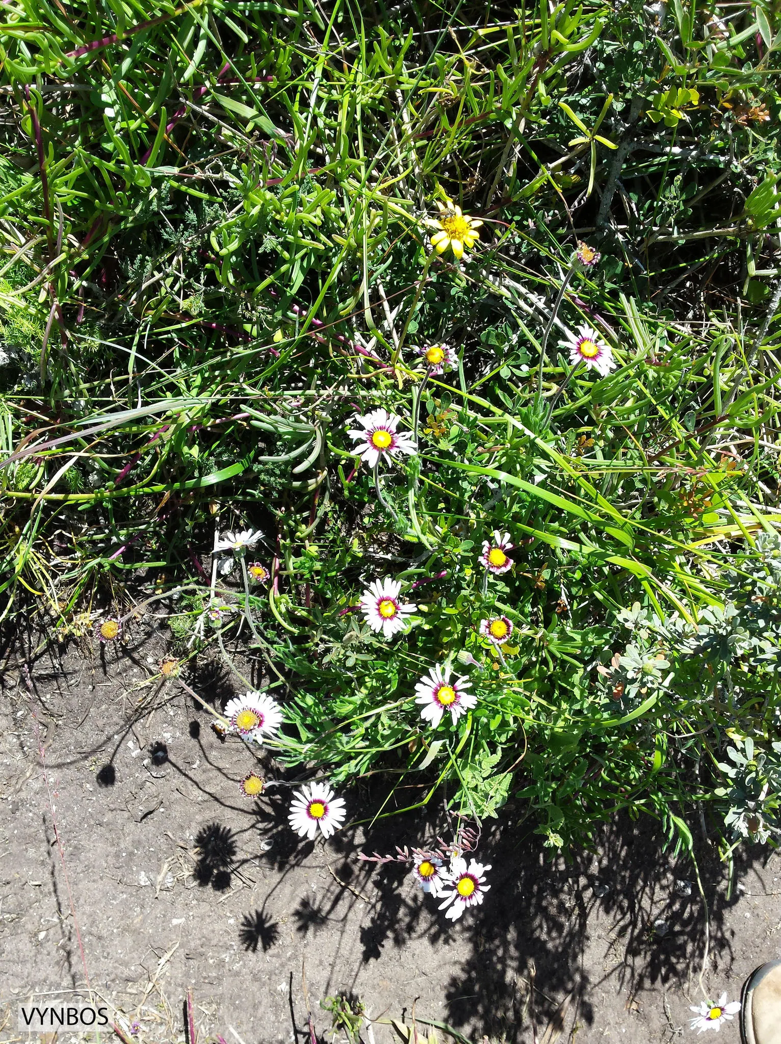 Trailing African Daisy (Osteospermum Fruticosum) — which are about 2 inches in diameter