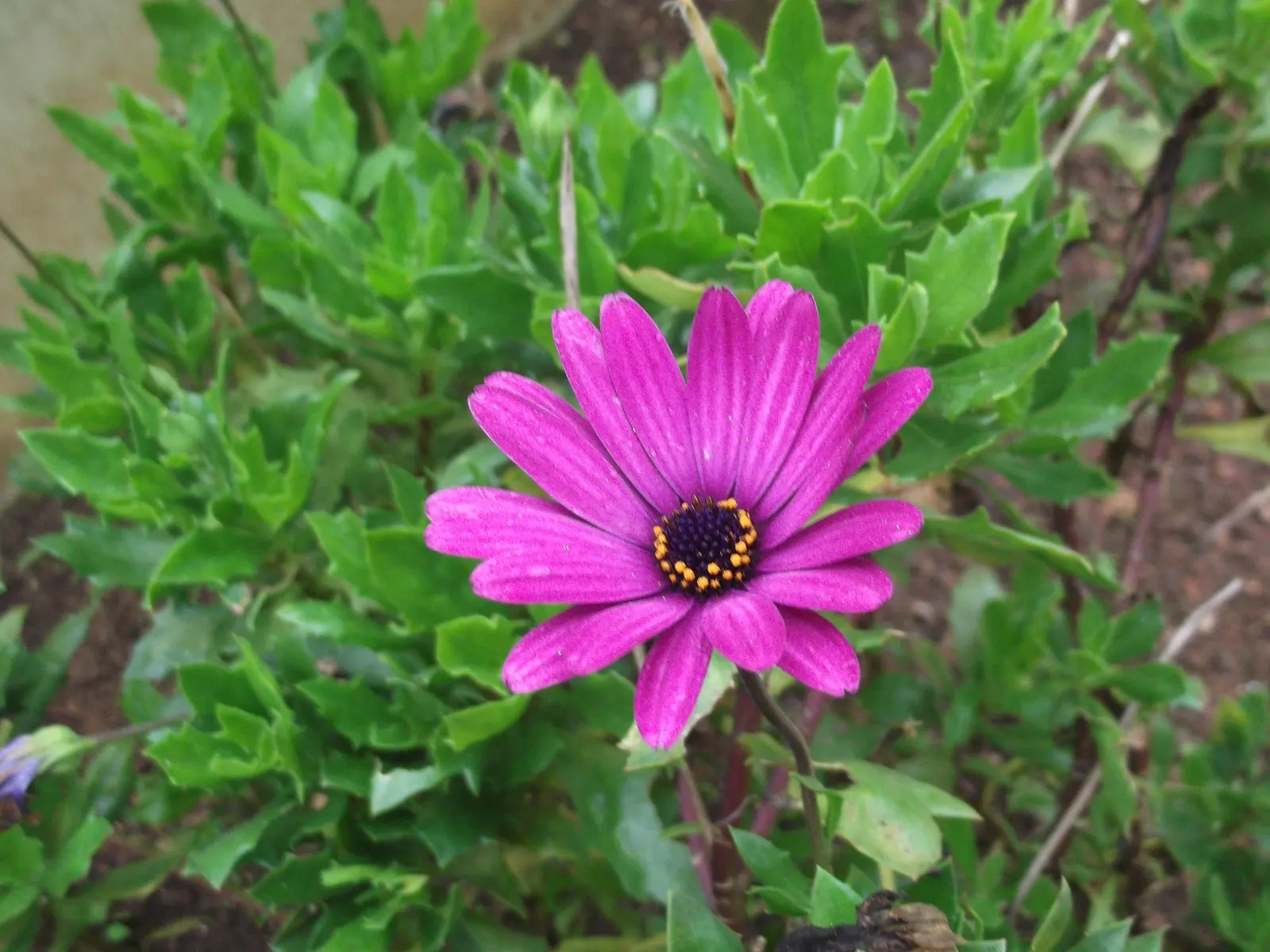 Trailing African Daisy (Osteospermum Fruticosum) — Osteospermum fruticosum is drought tolerant once established