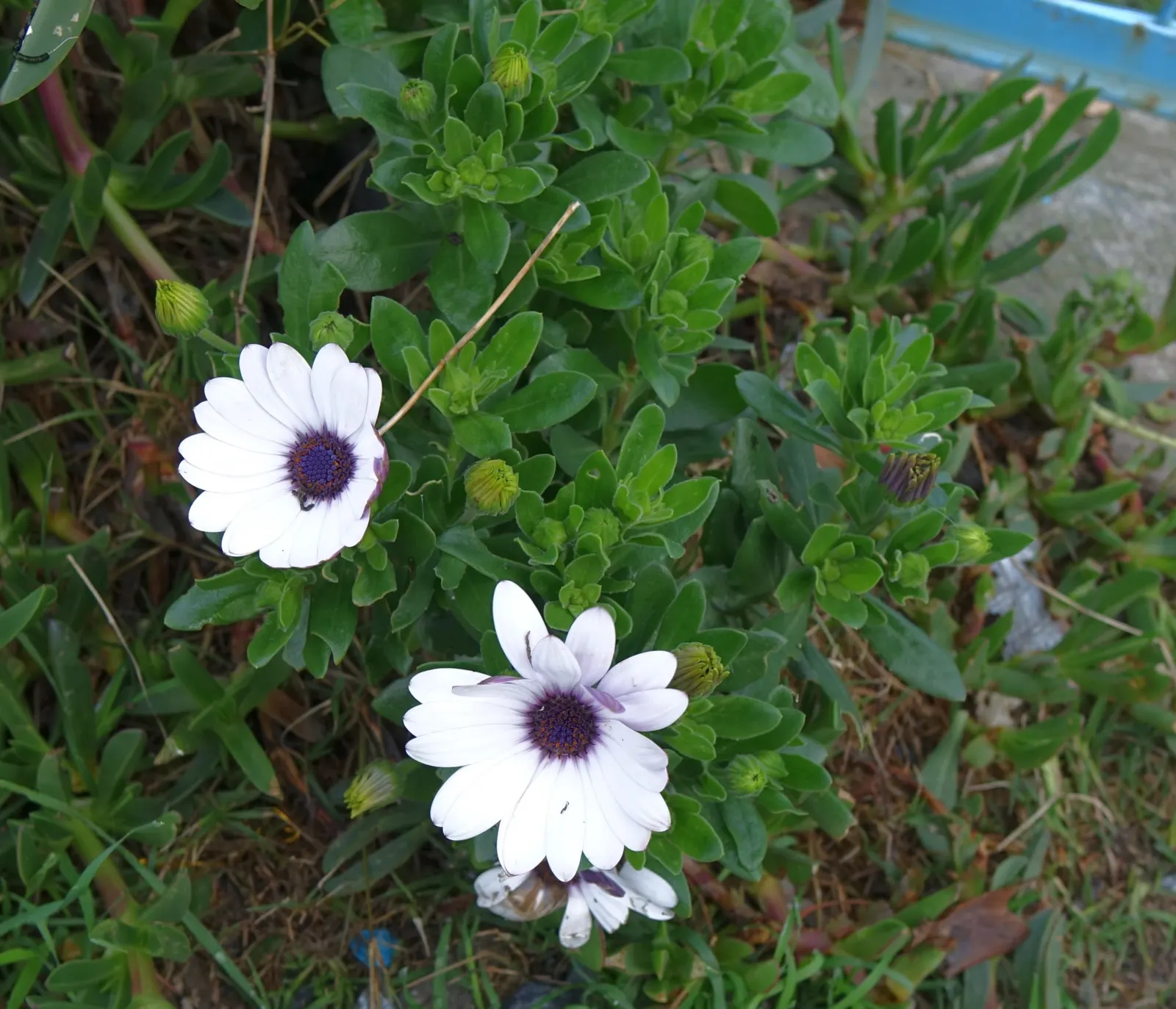 Trailing African Daisy (Osteospermum Fruticosum) — Preferring full sun, it thrives in well-drained soil